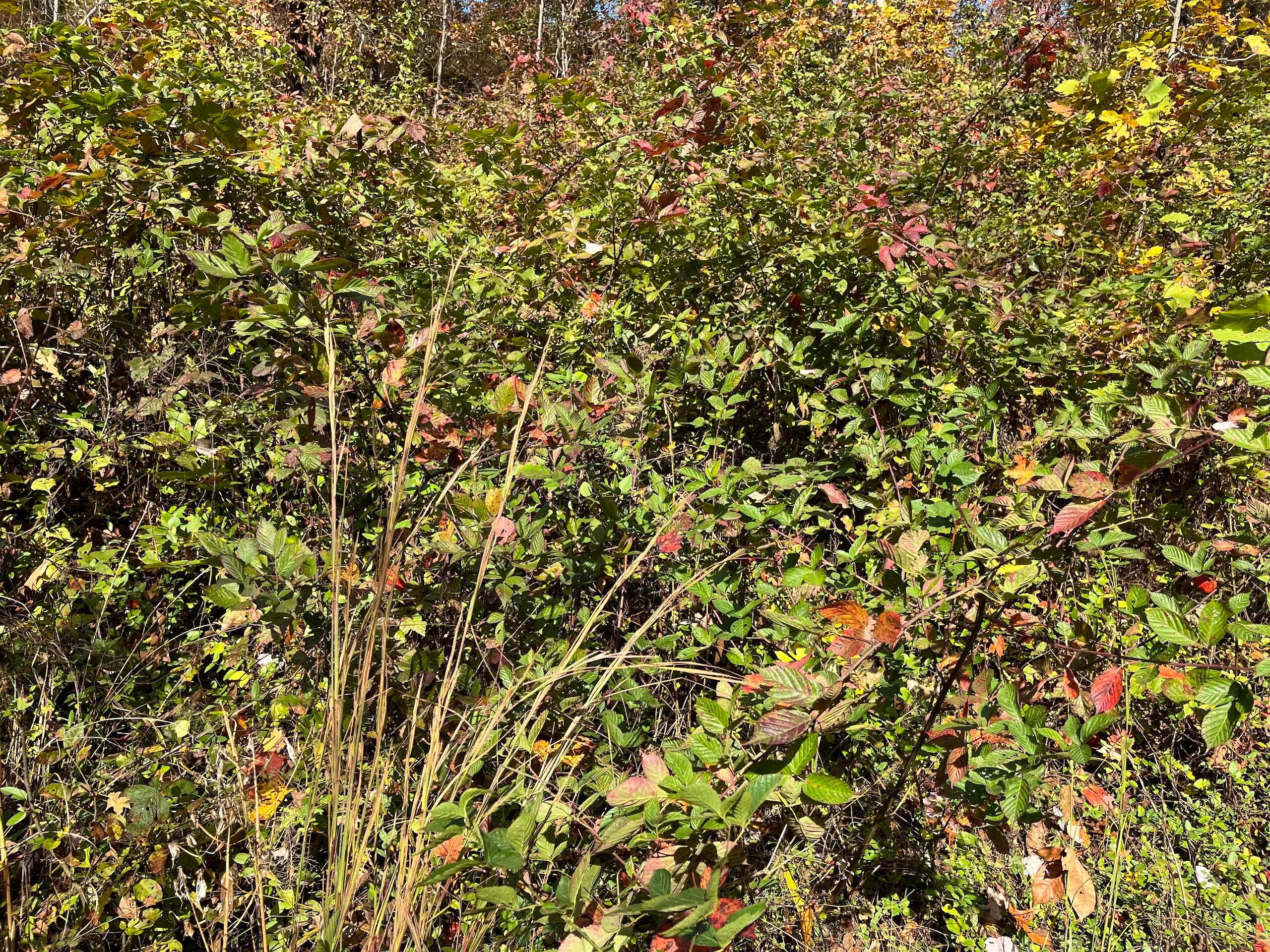 0 Bigley Ridge Road Property Photo 28