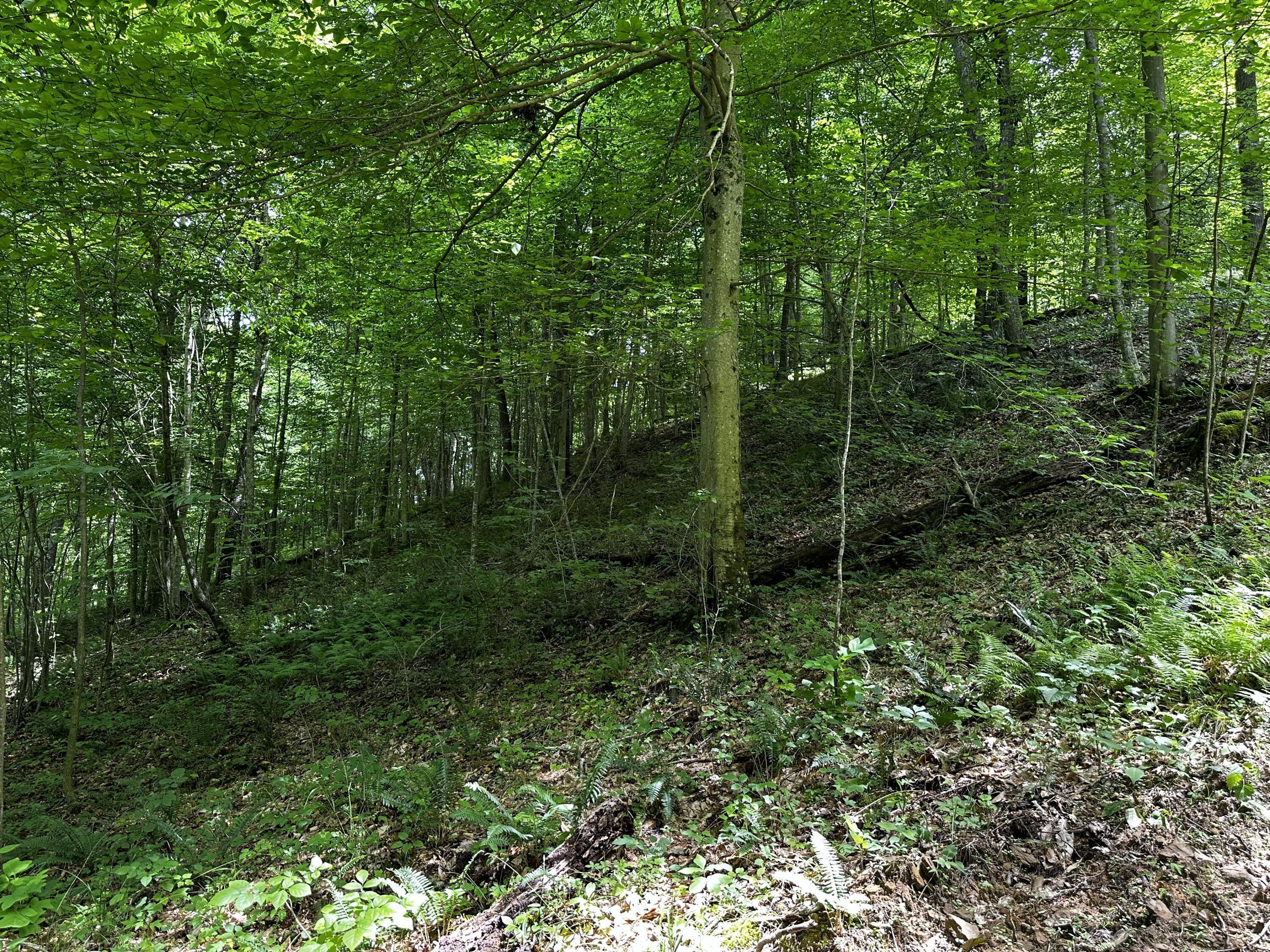 1865 Hull Road, (tract 2 Woods Wayne Forest) Property Photo 35