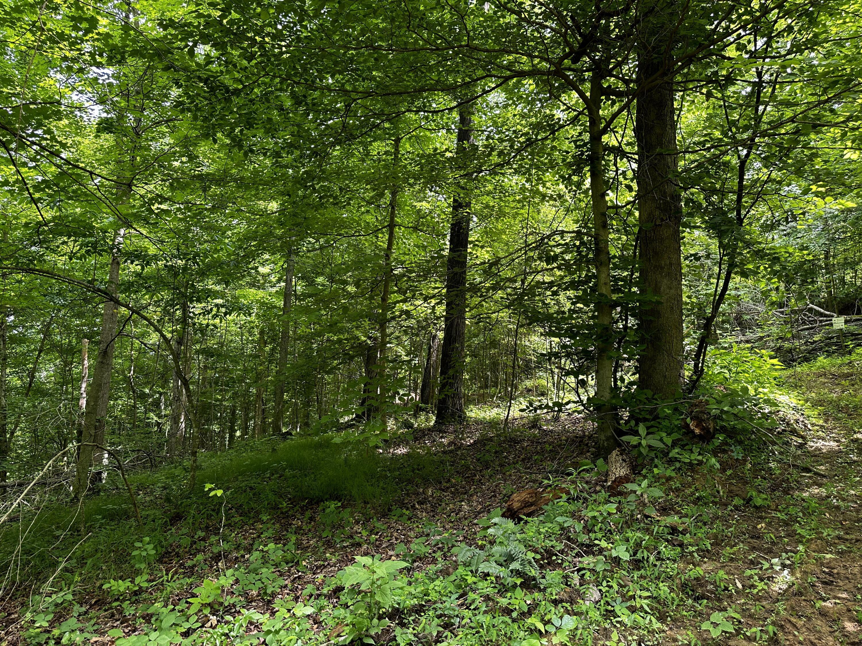 1865 Hull Road, (tract 2 Woods Wayne Forest) Property Photo 37