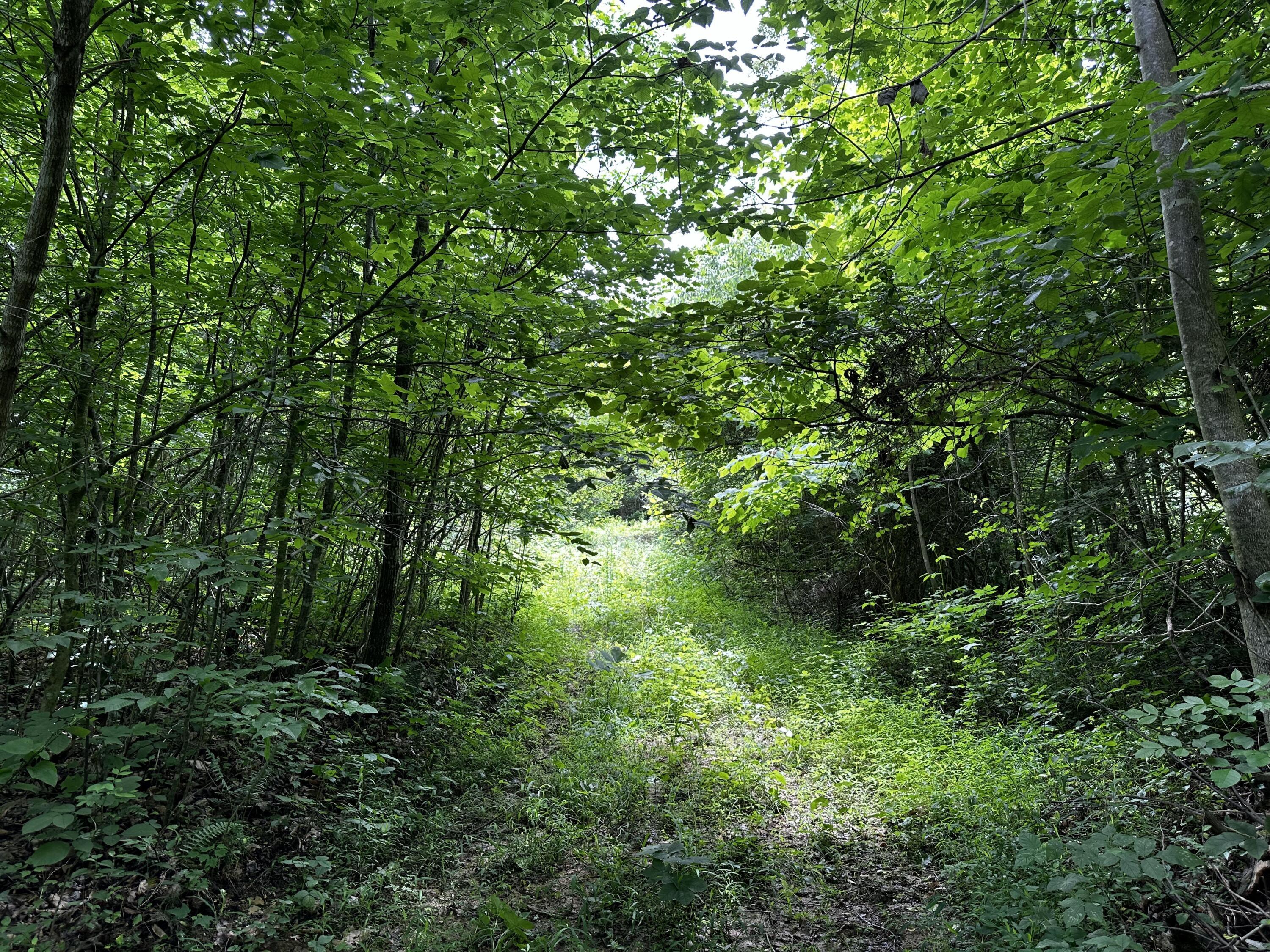 1865 Hull Road, (tract 2 Woods Wayne Forest) Property Photo 41
