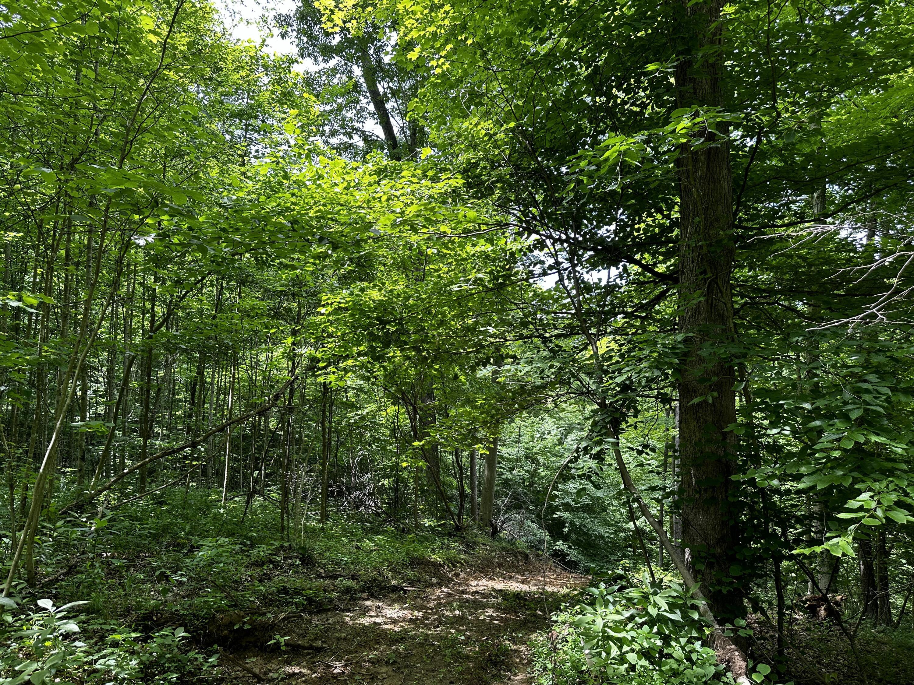 1865 Hull Road, (tract 2 Woods Wayne Forest) Property Photo 49