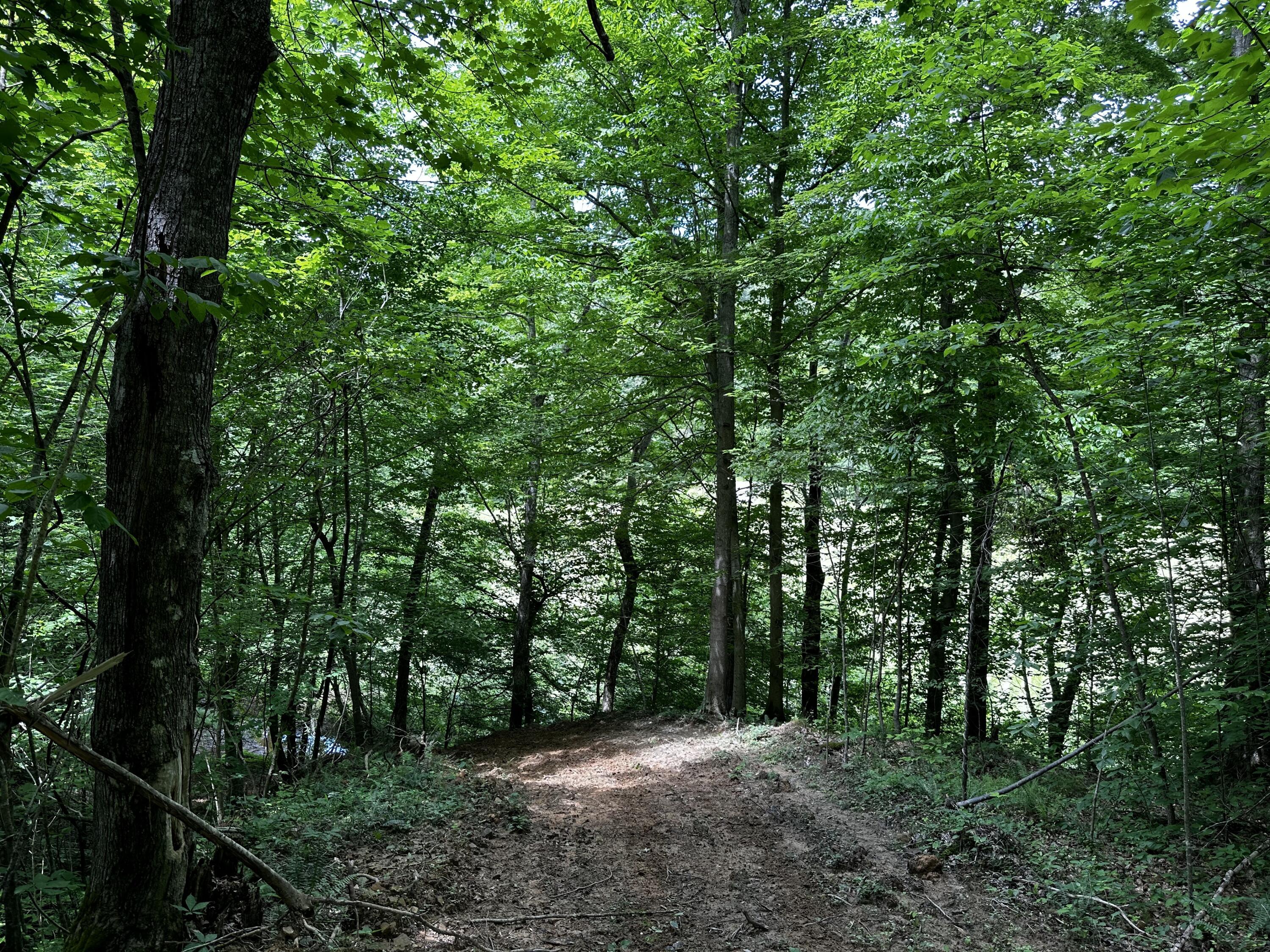 1865 Hull Road, (tract 2 Woods Wayne Forest) Property Photo 51