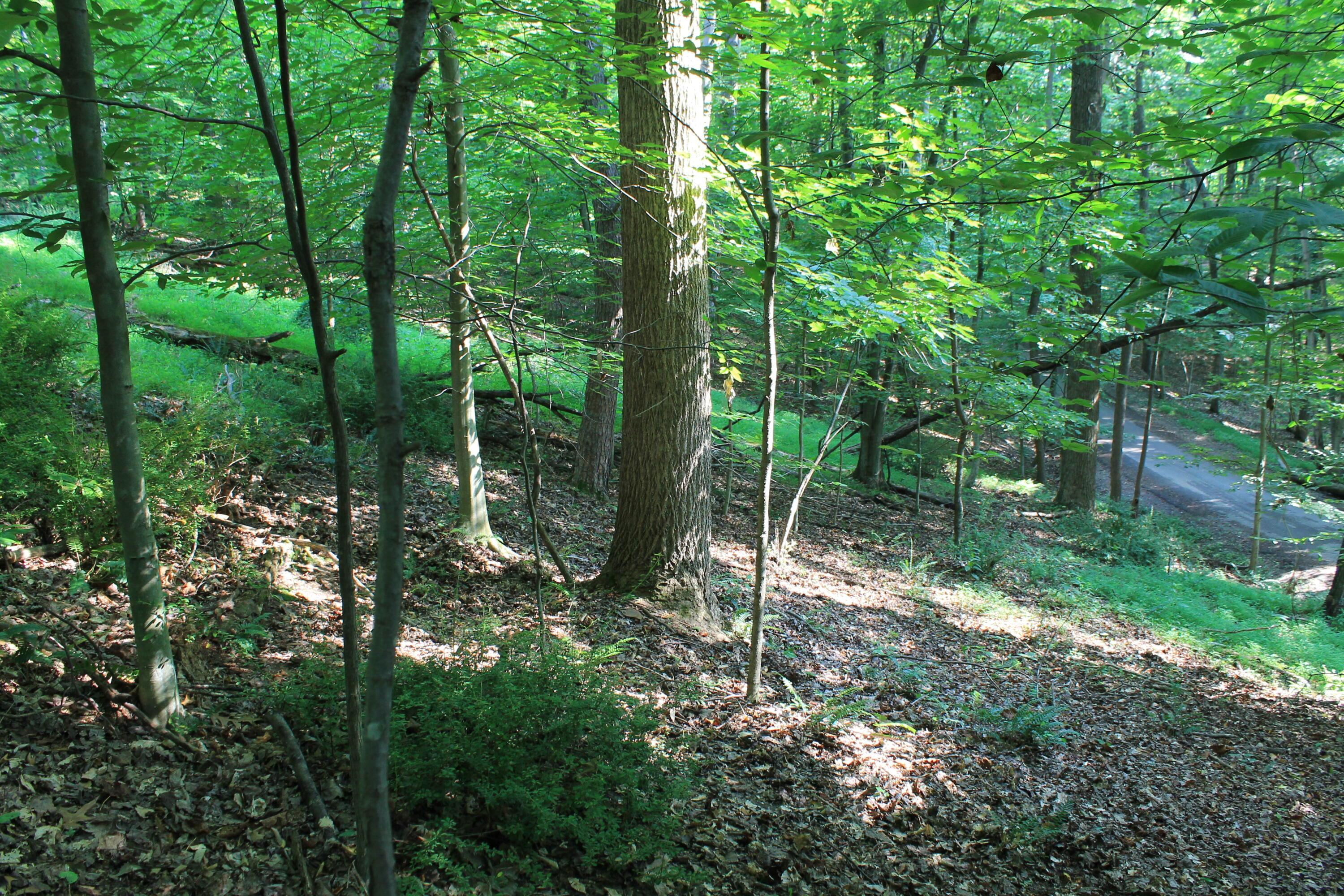 408 Mohican Lane Property Photo 4