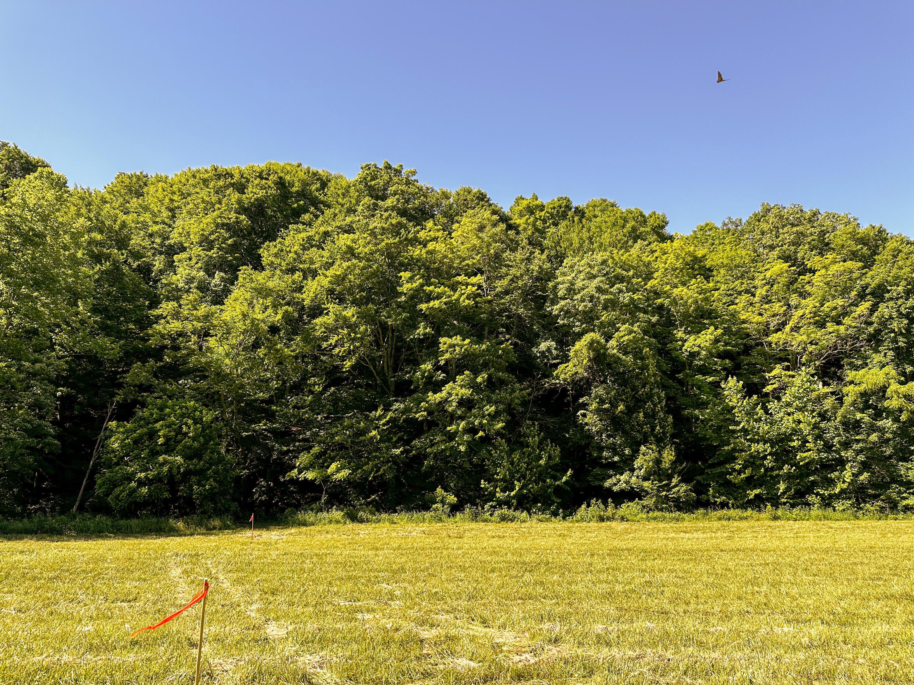 1725 Hull Road, (tract 4 Woods Wayne Forest) Property Photo 12