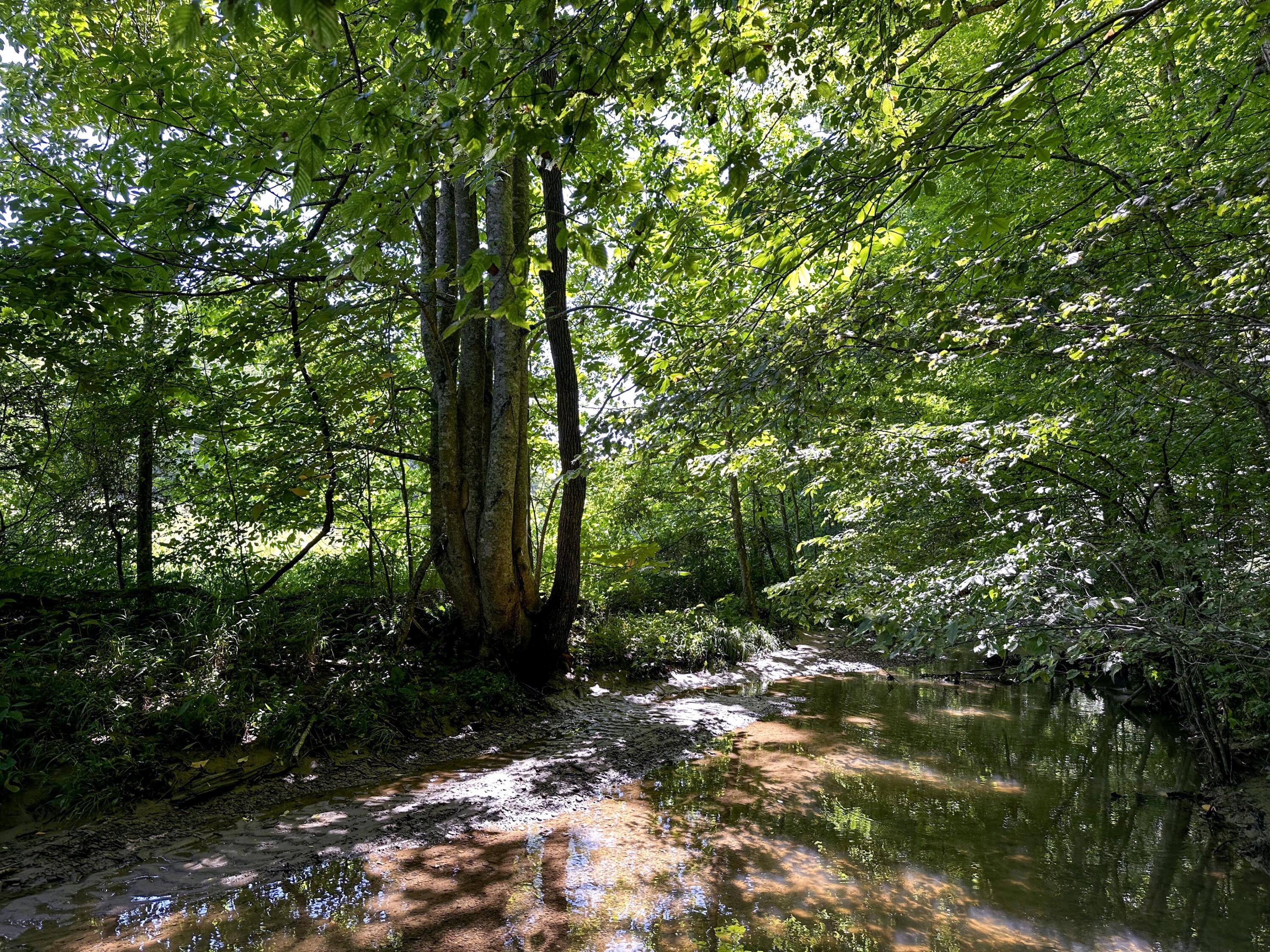 1725 Hull Road, (tract 4 Woods Wayne Forest) Property Photo 27