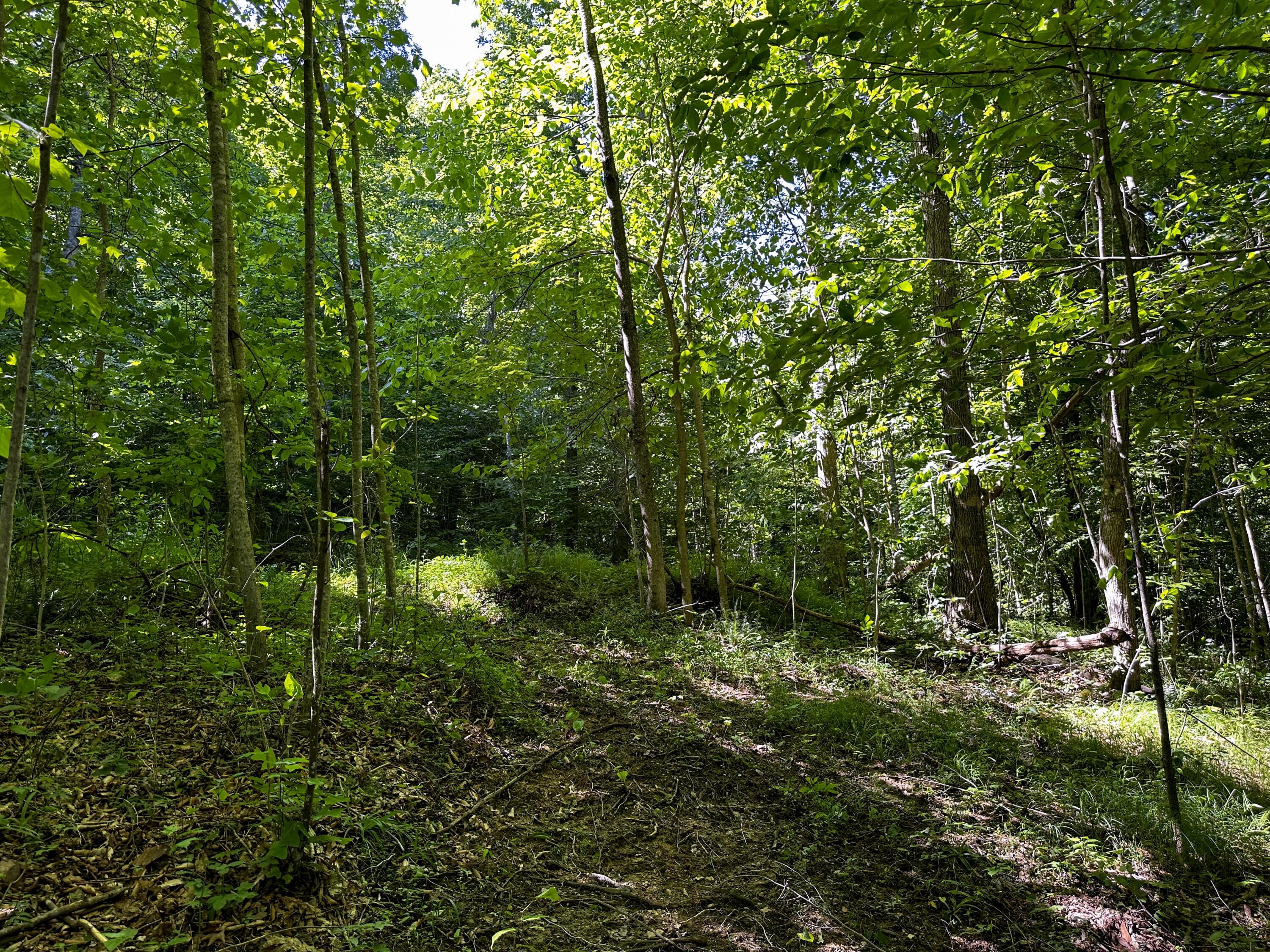 1725 Hull Road, (tract 4 Woods Wayne Forest) Property Photo 33