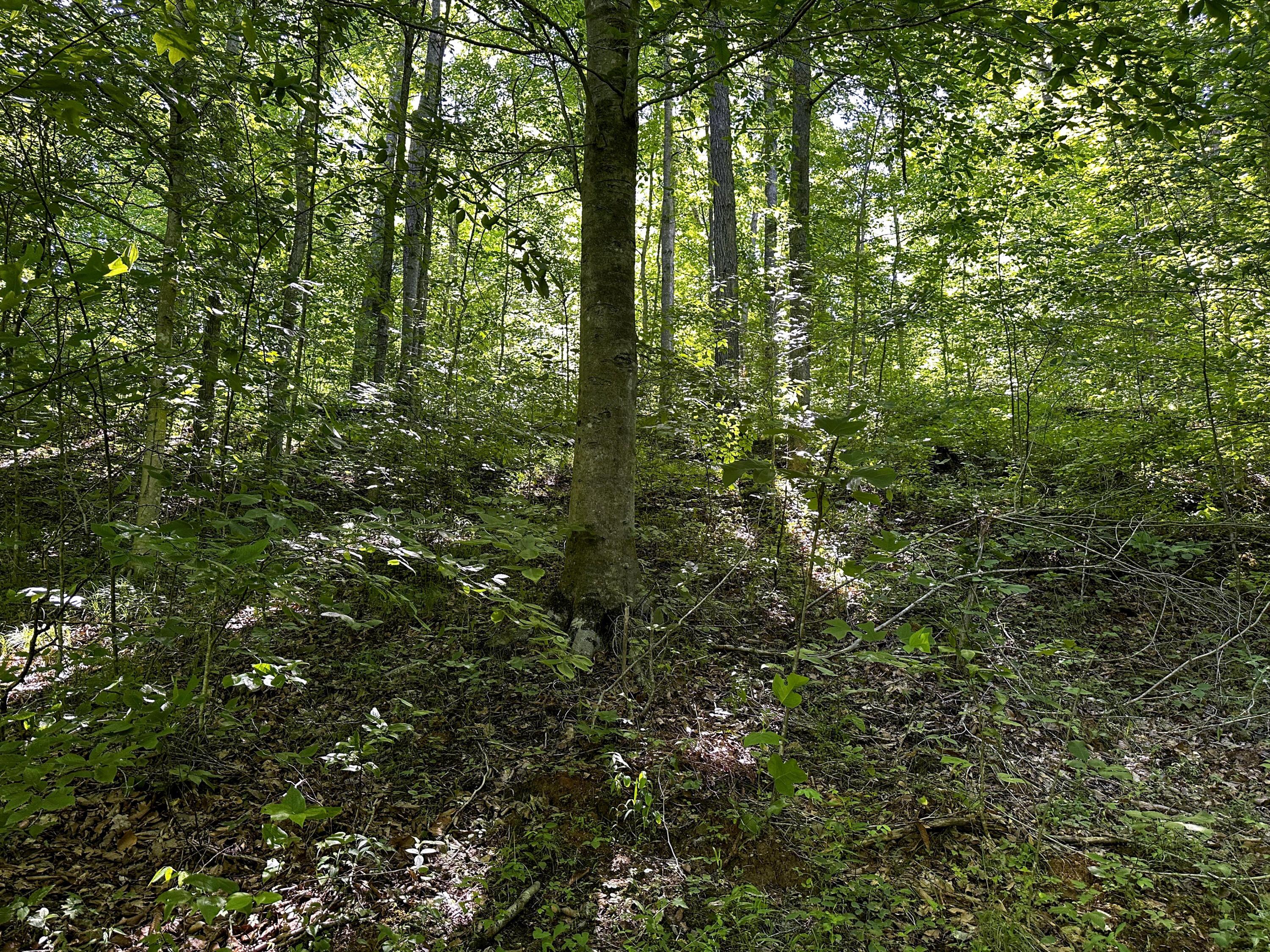 1725 Hull Road, (tract 4 Woods Wayne Forest) Property Photo 34