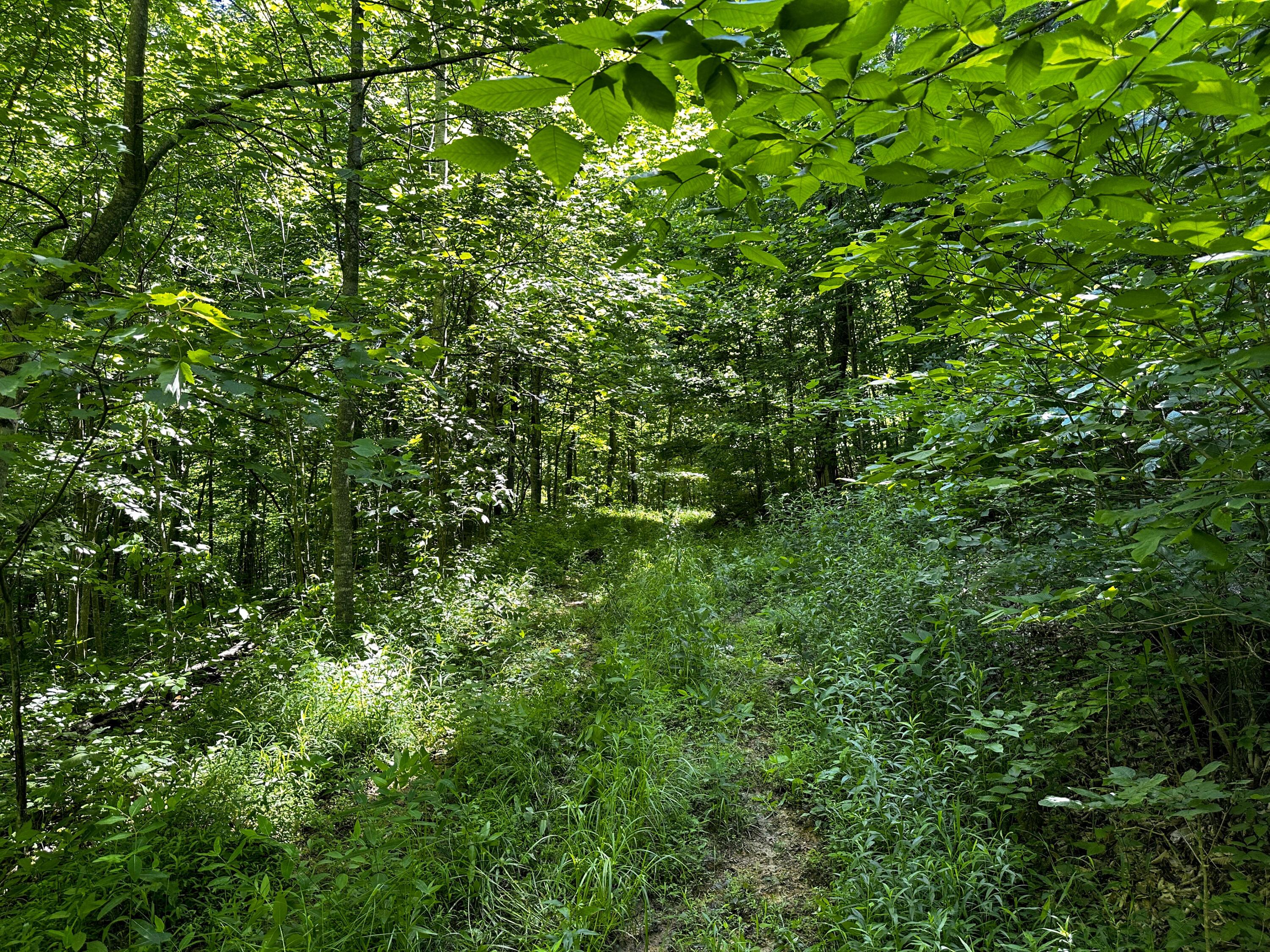 1725 Hull Road, (tract 4 Woods Wayne Forest) Property Photo 35