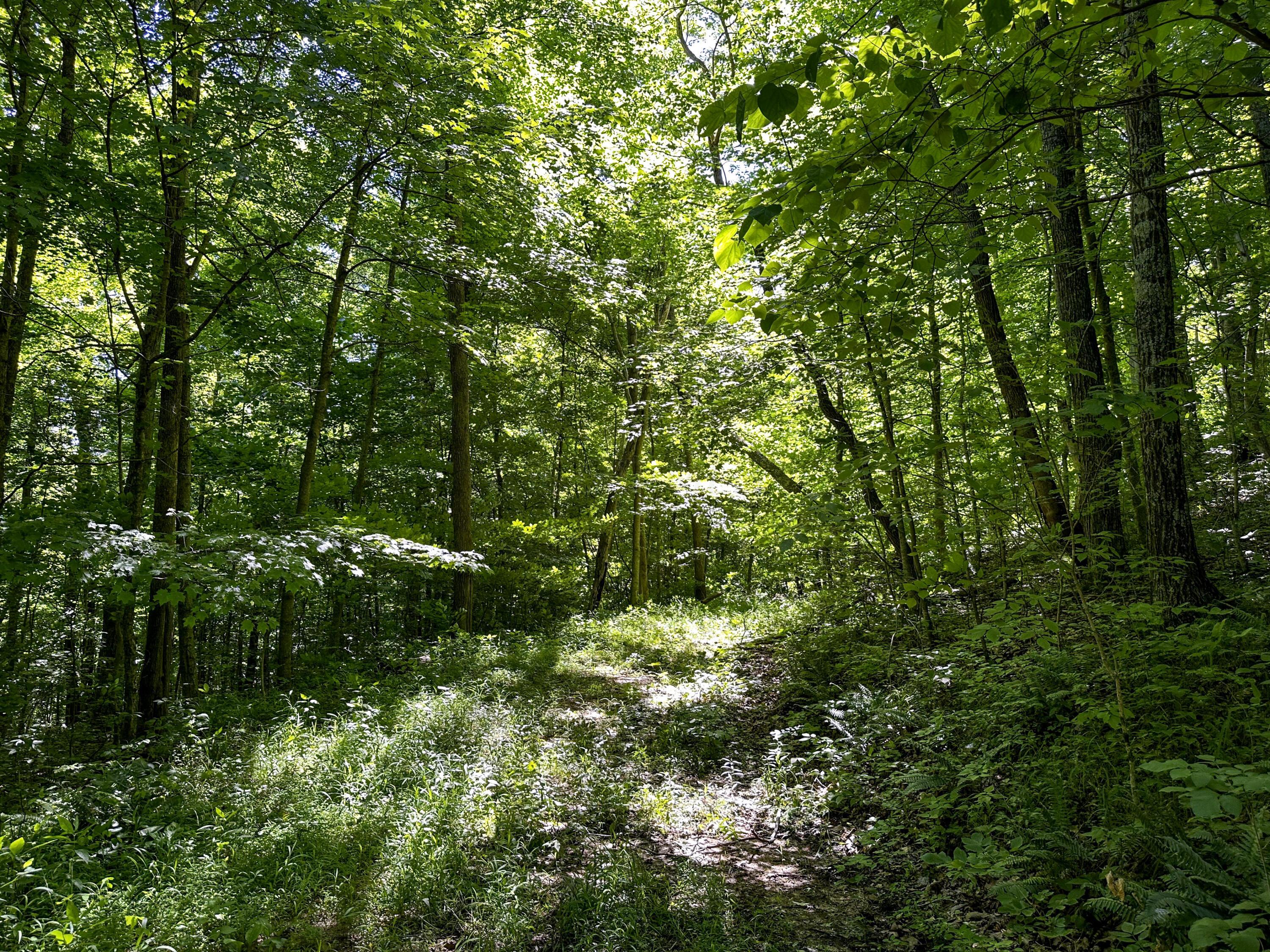 1725 Hull Road, (tract 4 Woods Wayne Forest) Property Photo 36