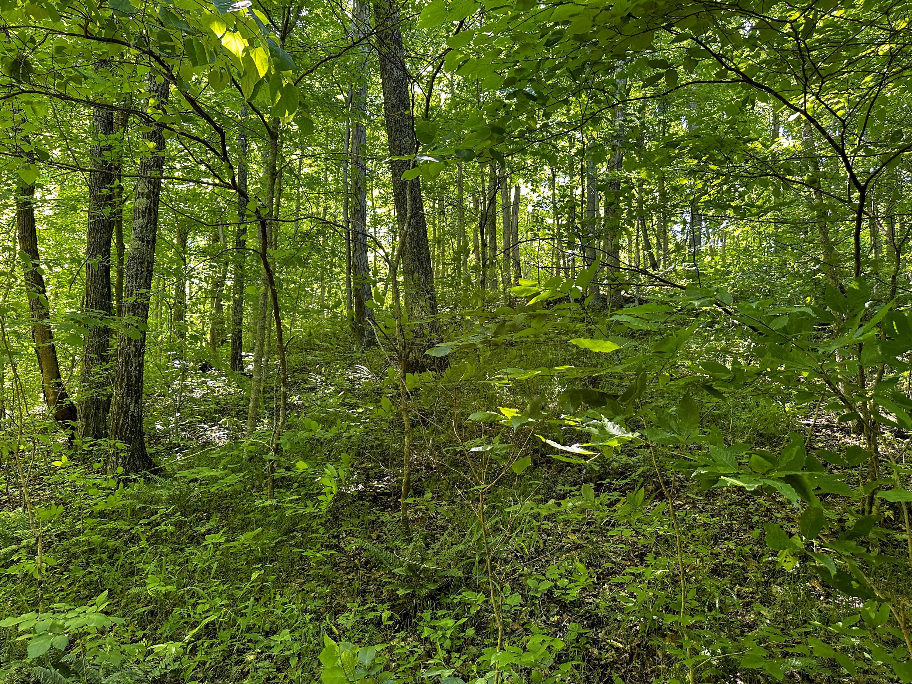 1725 Hull Road, (tract 4 Woods Wayne Forest) Property Photo 37
