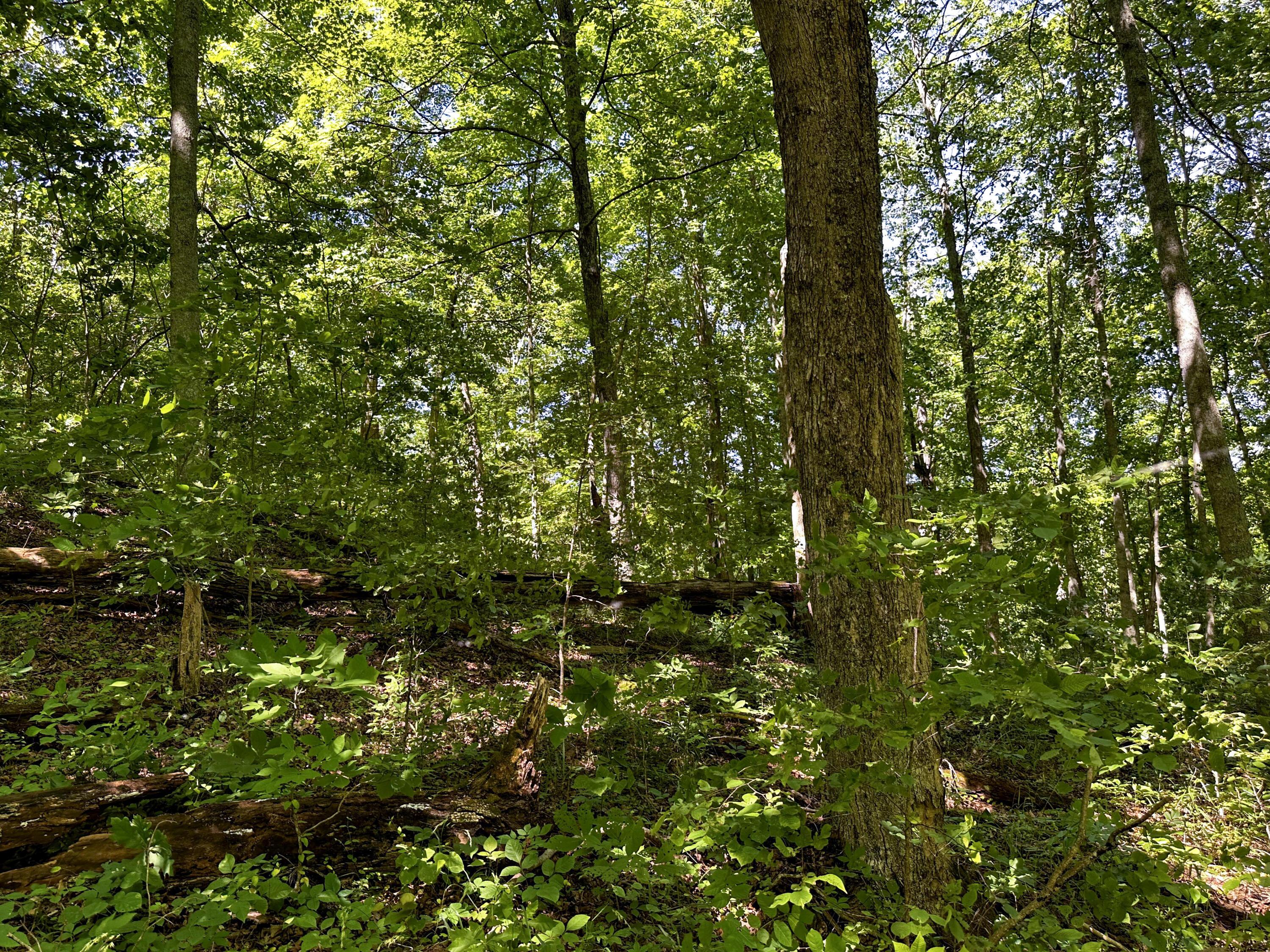 1725 Hull Road, (tract 4 Woods Wayne Forest) Property Photo 40