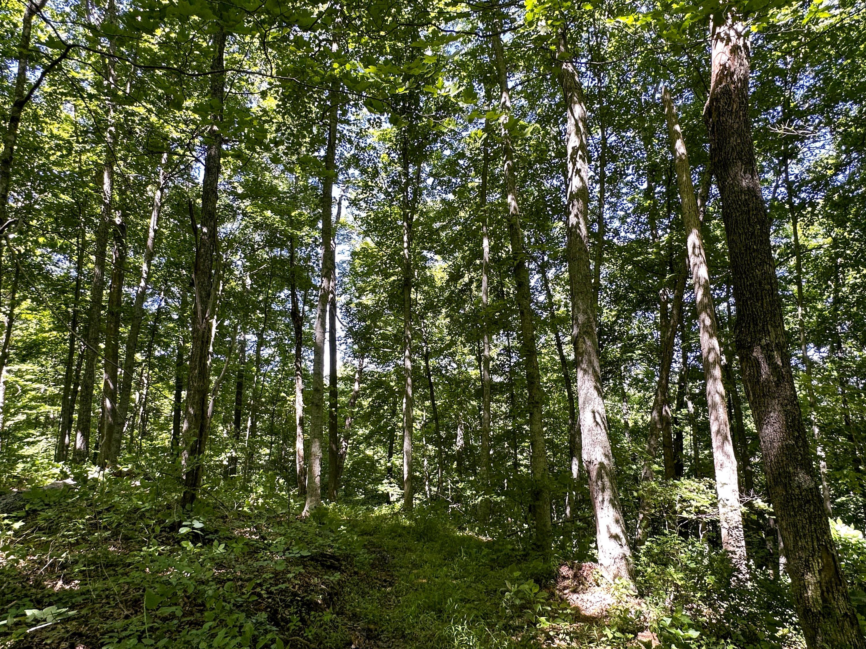1725 Hull Road, (tract 4 Woods Wayne Forest) Property Photo 41