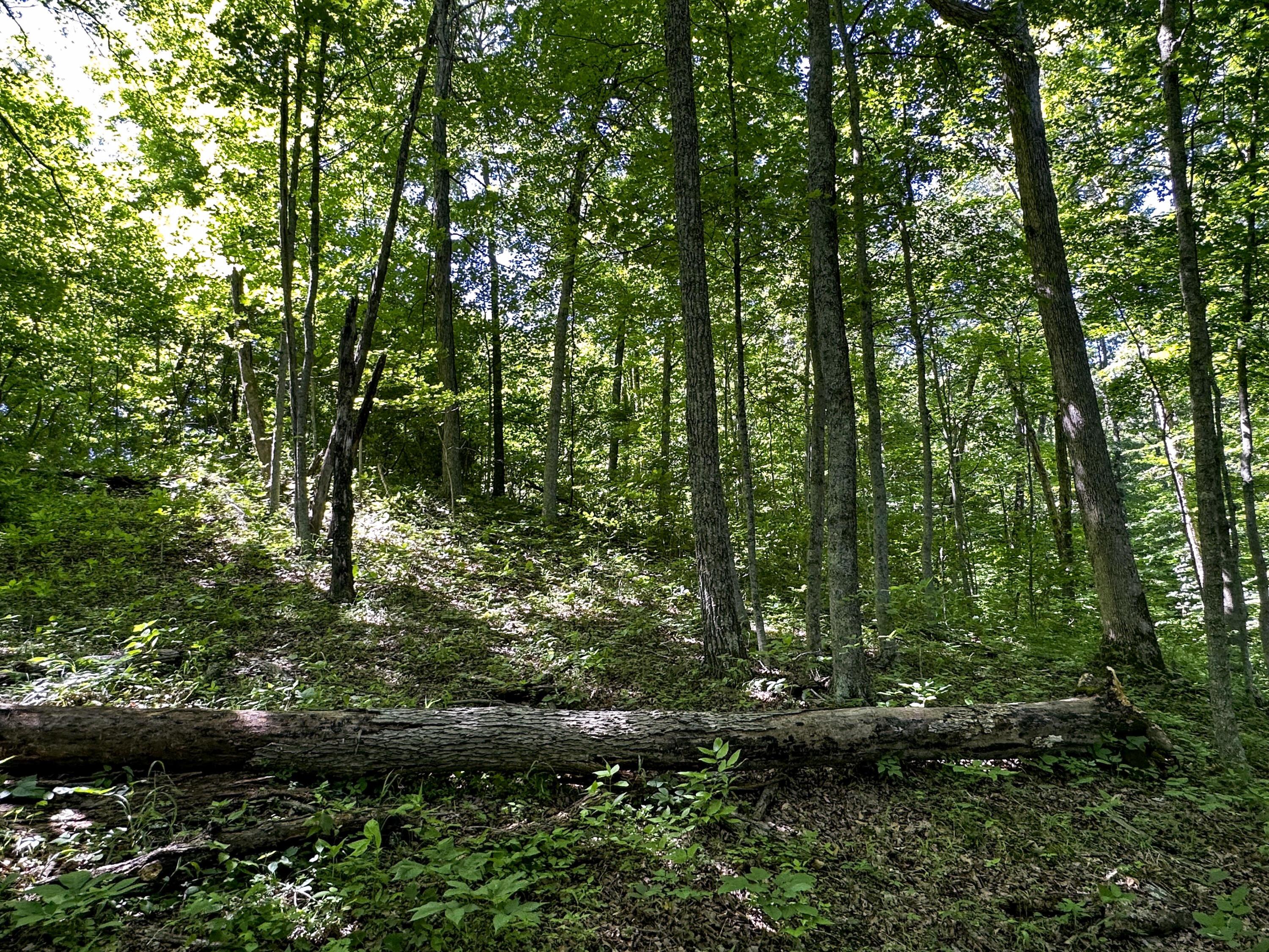 1725 Hull Road, (tract 4 Woods Wayne Forest) Property Photo 42