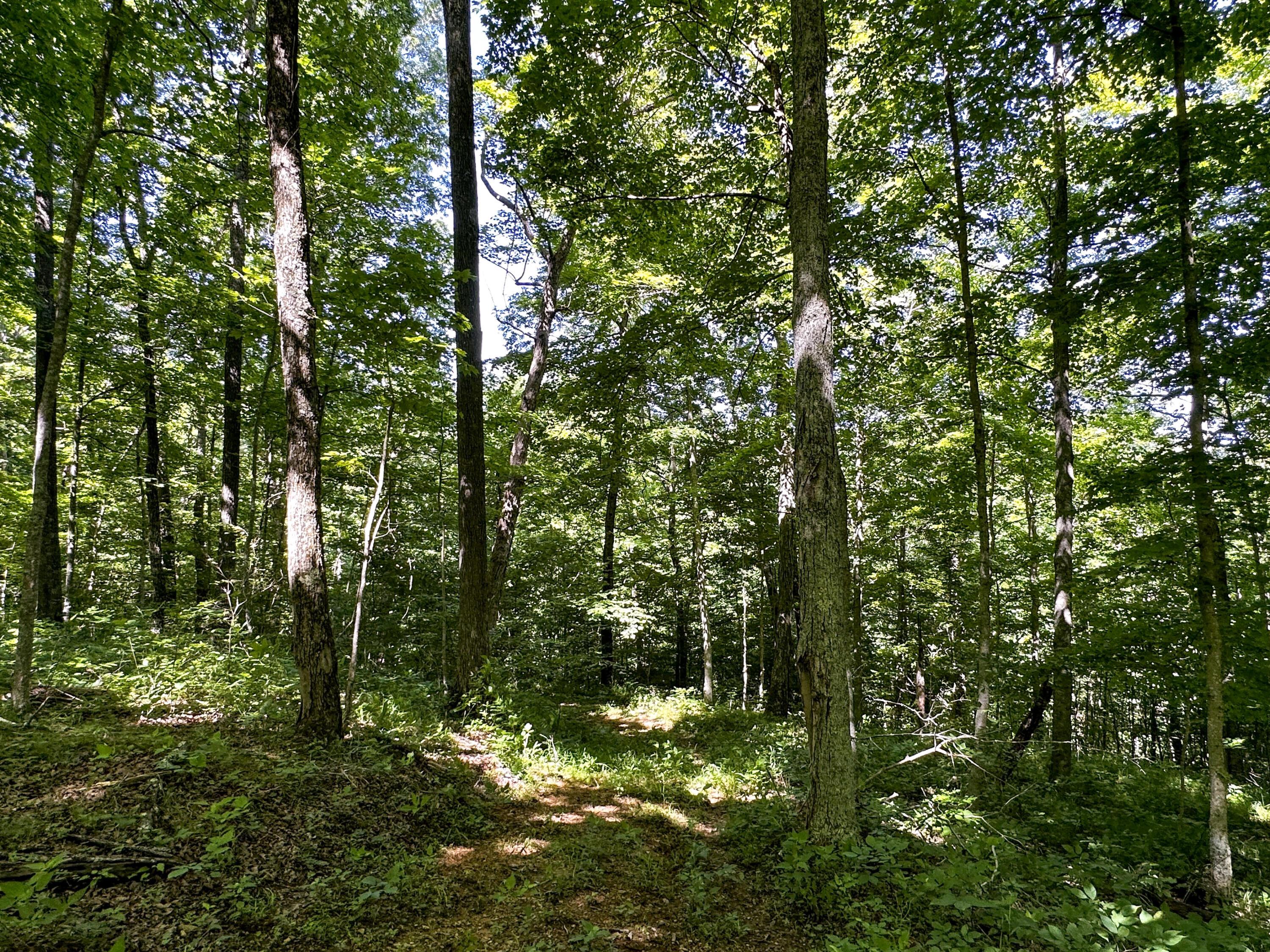1725 Hull Road, (tract 4 Woods Wayne Forest) Property Photo 43