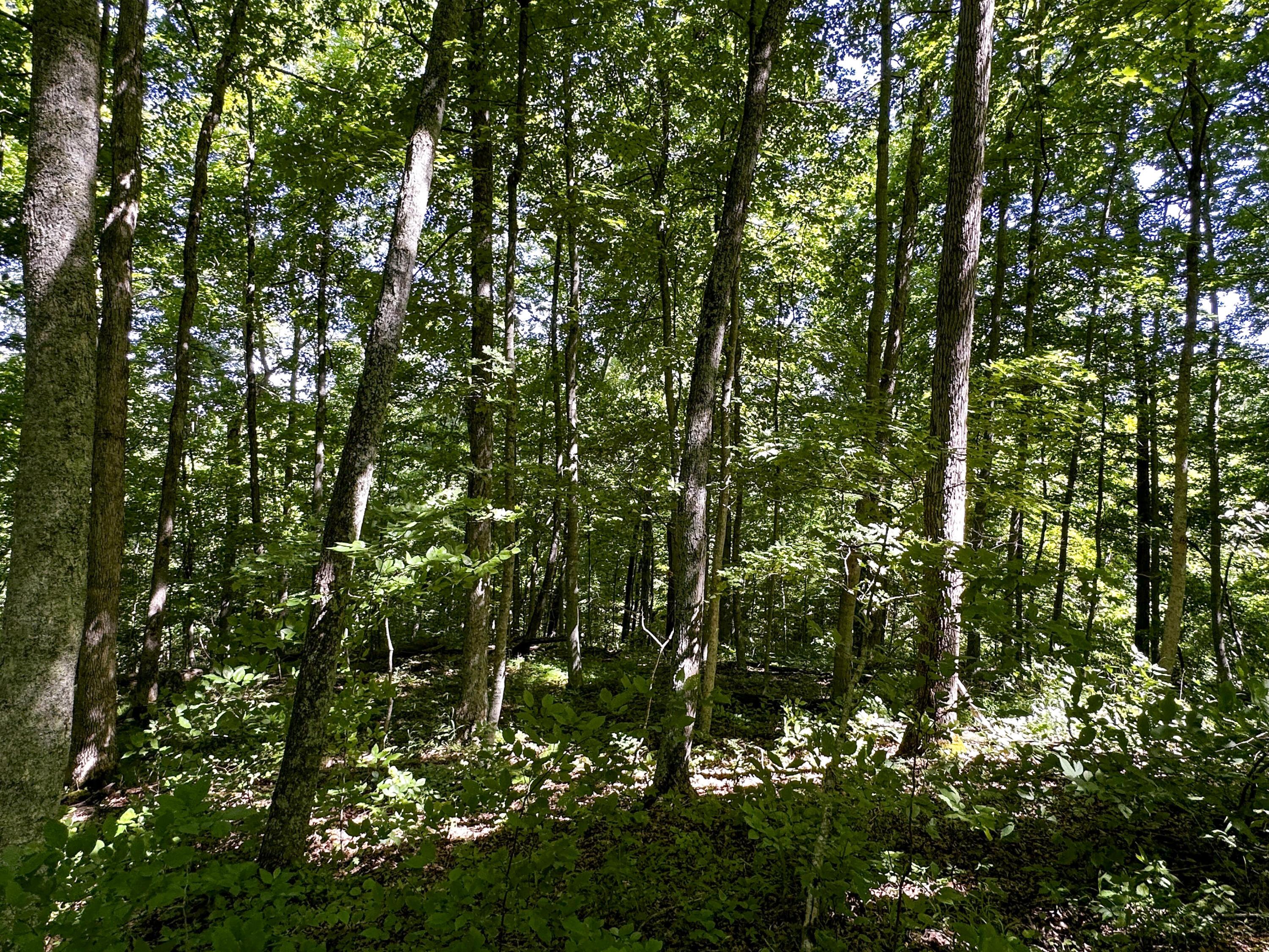 1725 Hull Road, (tract 4 Woods Wayne Forest) Property Photo 44