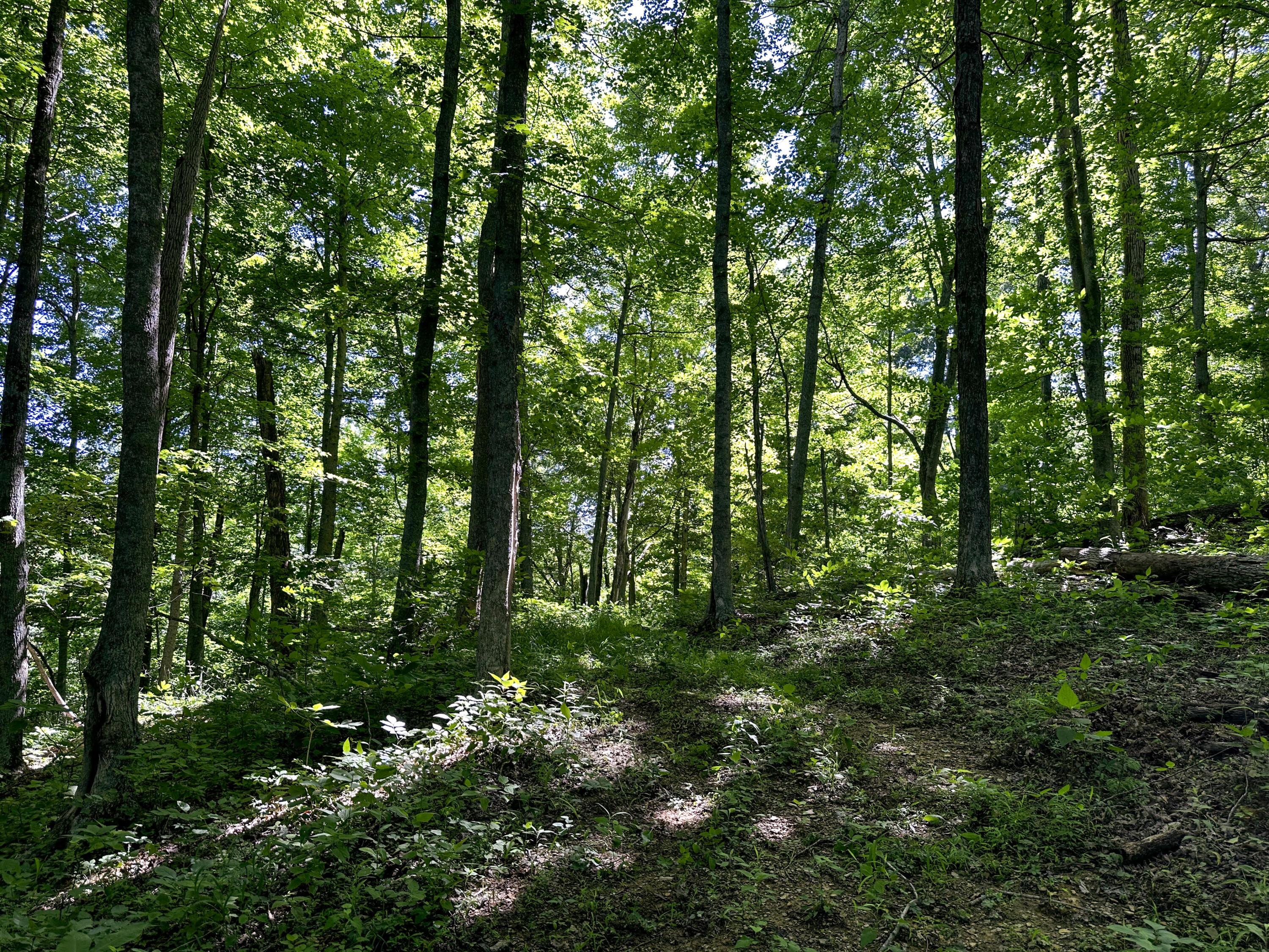 1725 Hull Road, (tract 4 Woods Wayne Forest) Property Photo 45