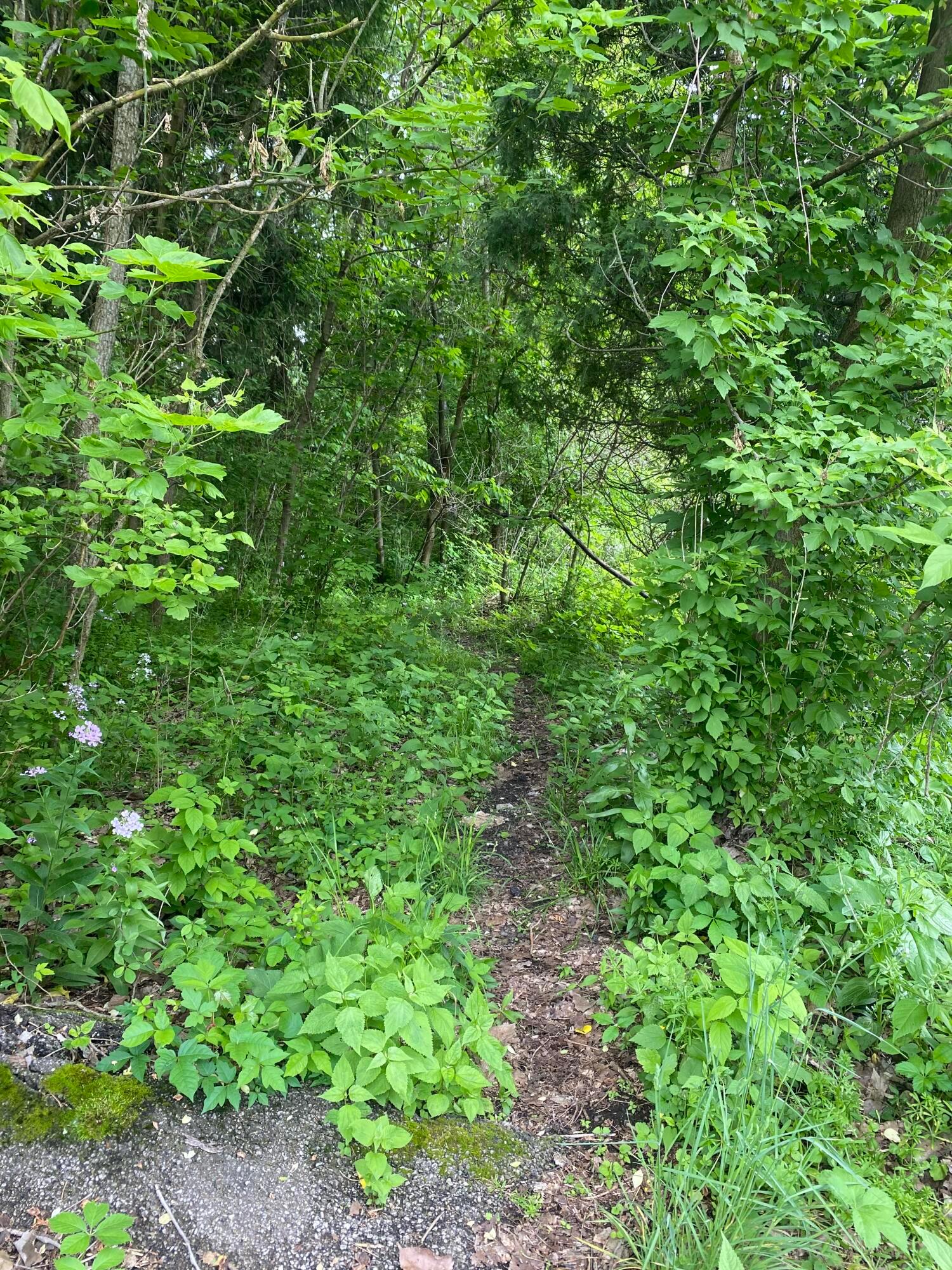 0 Voegele Avenue, Lot #6048 Property Photo 12
