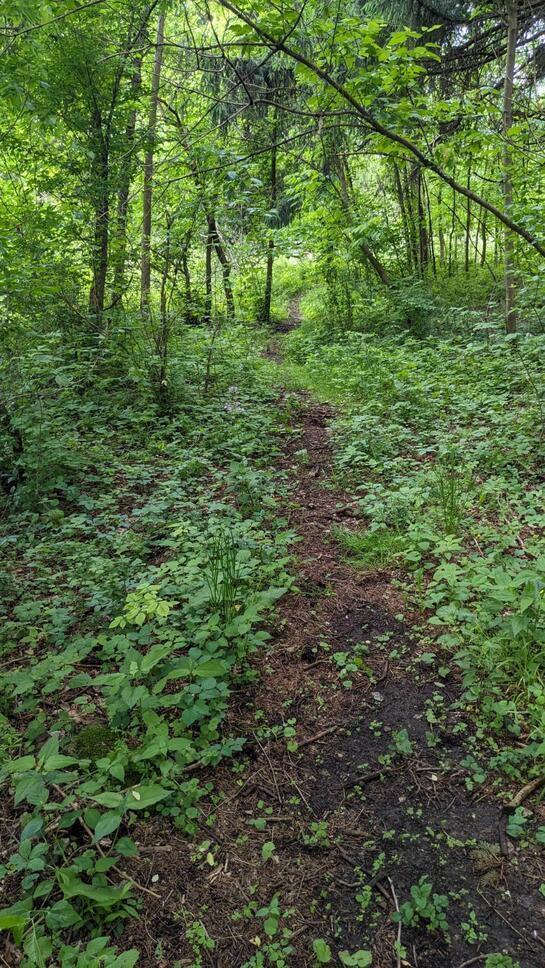 0 Voegele Avenue, Lot #6048 Property Photo 13