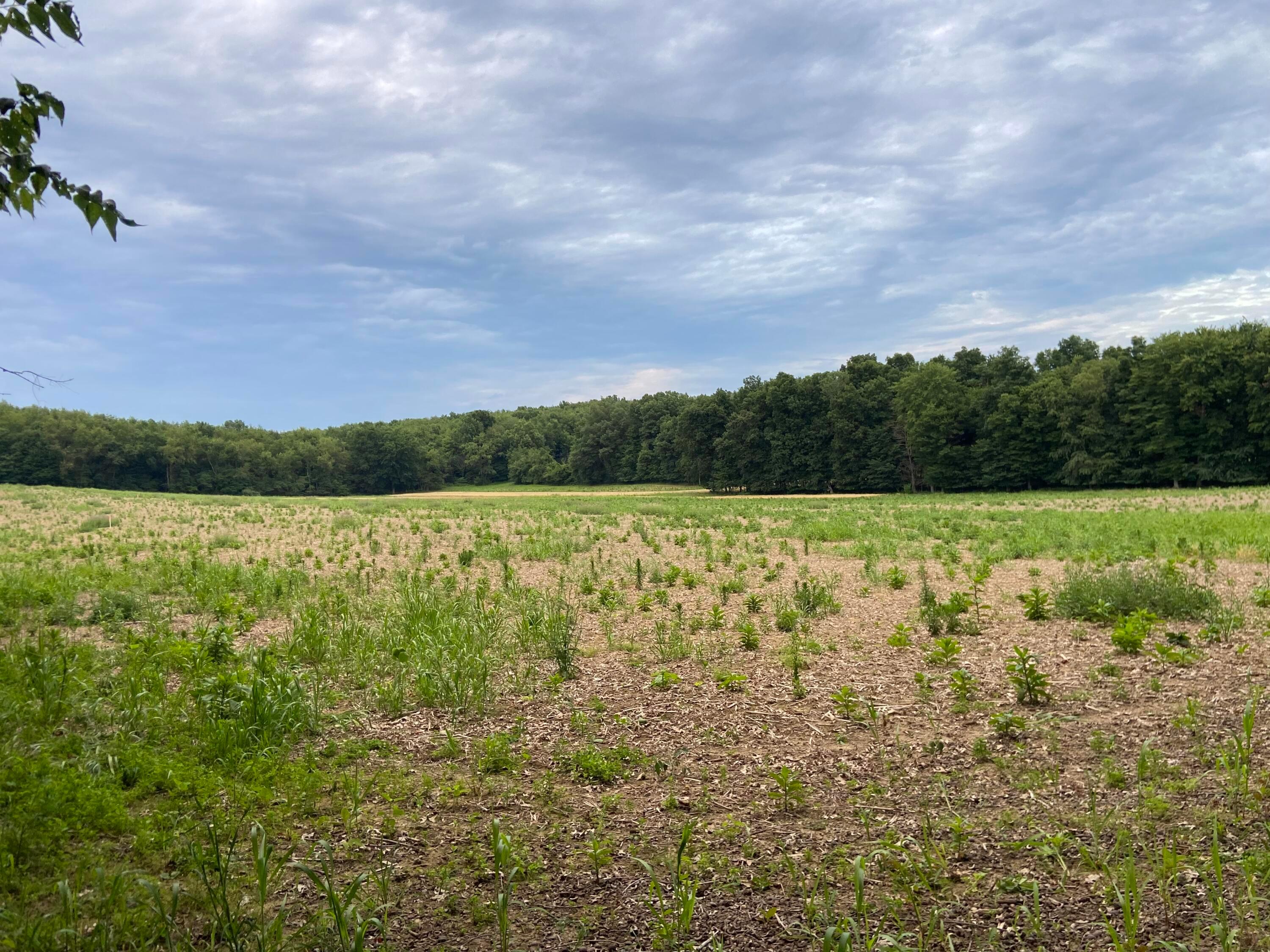 0 Dog Hollow Road, Lot #5 Property Photo 14