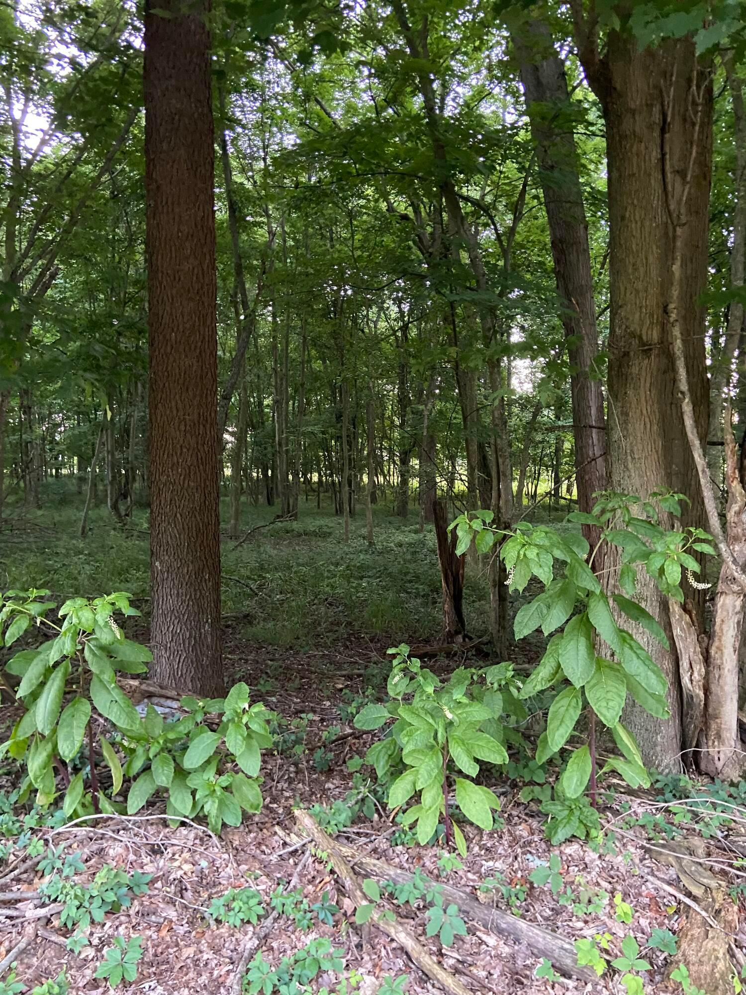 0 Dog Hollow Road, Lot #5 Property Photo 20