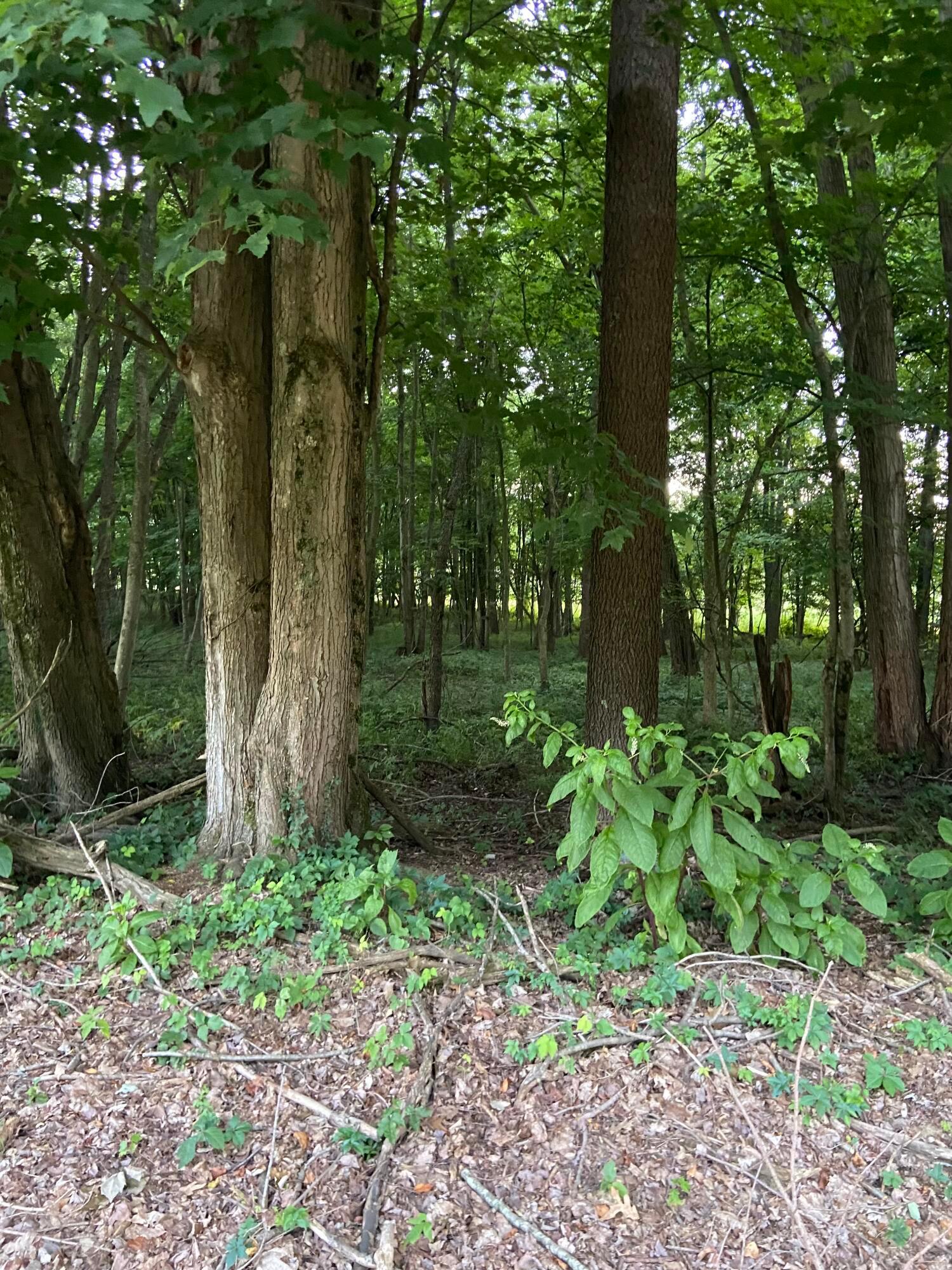 0 Dog Hollow Road, Lot #5 Property Photo 21