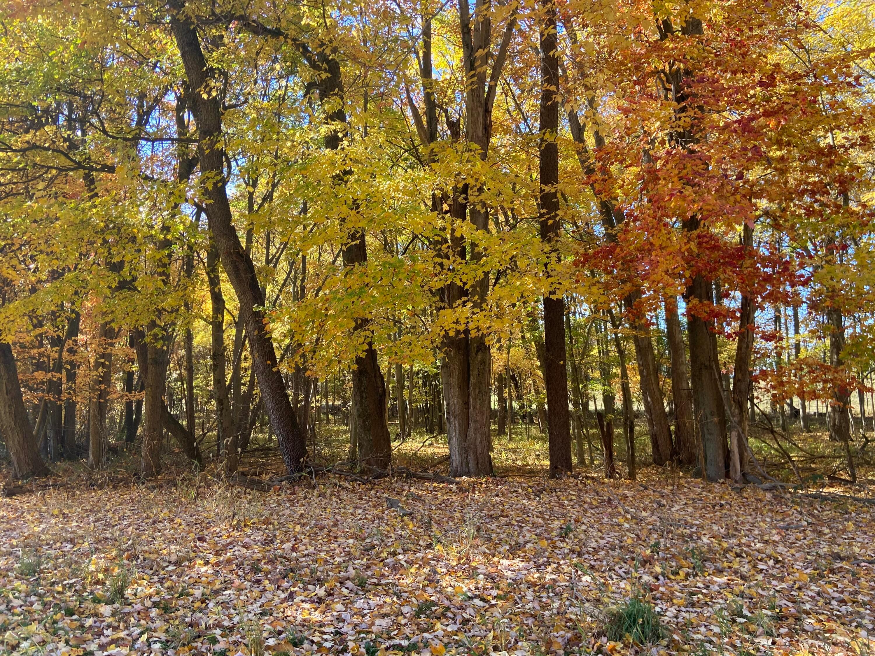 0 Dog Hollow Road, Lot #5 Property Photo 27