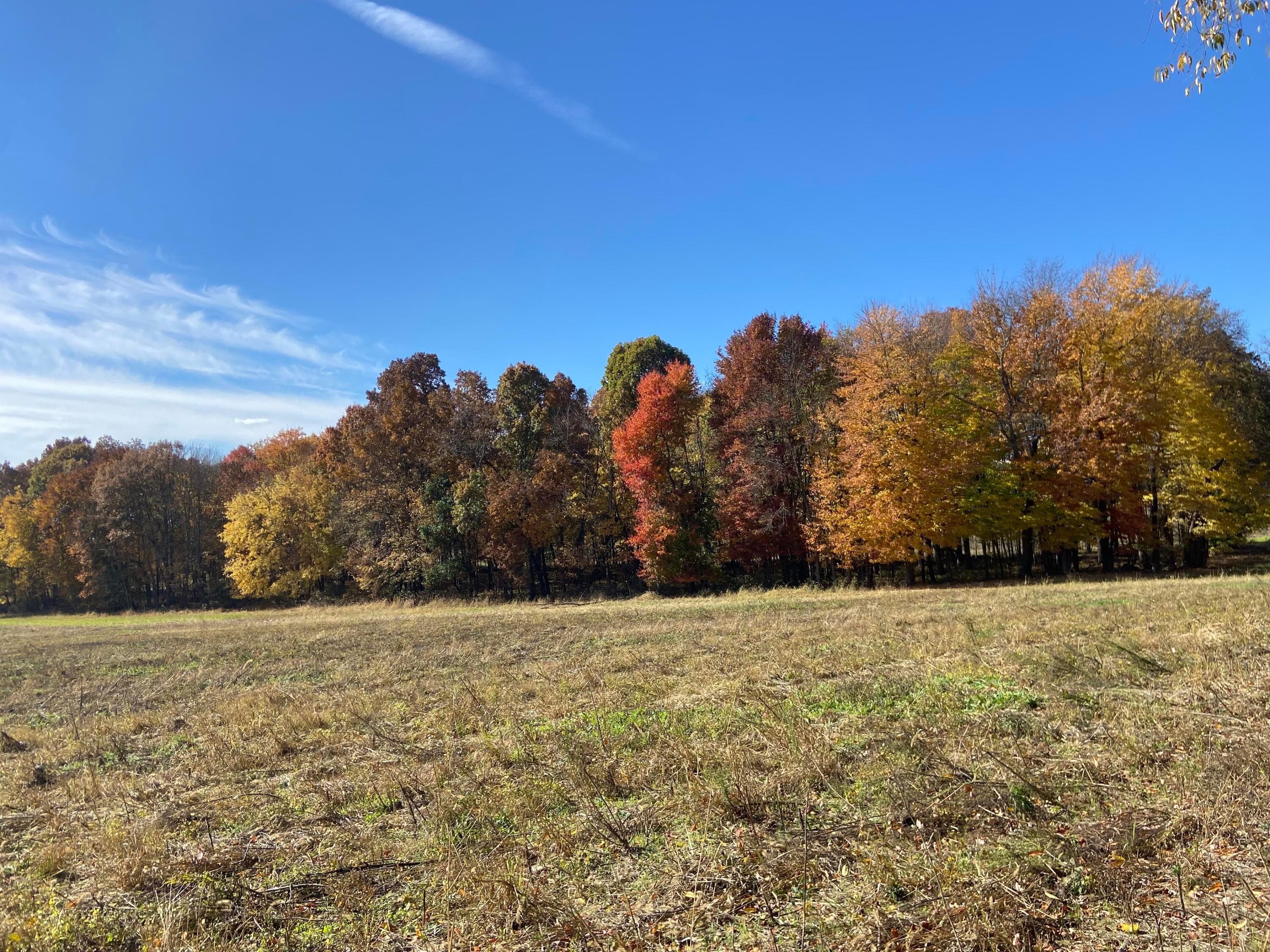 0 Dog Hollow Road, Lot #5 Property Photo 30