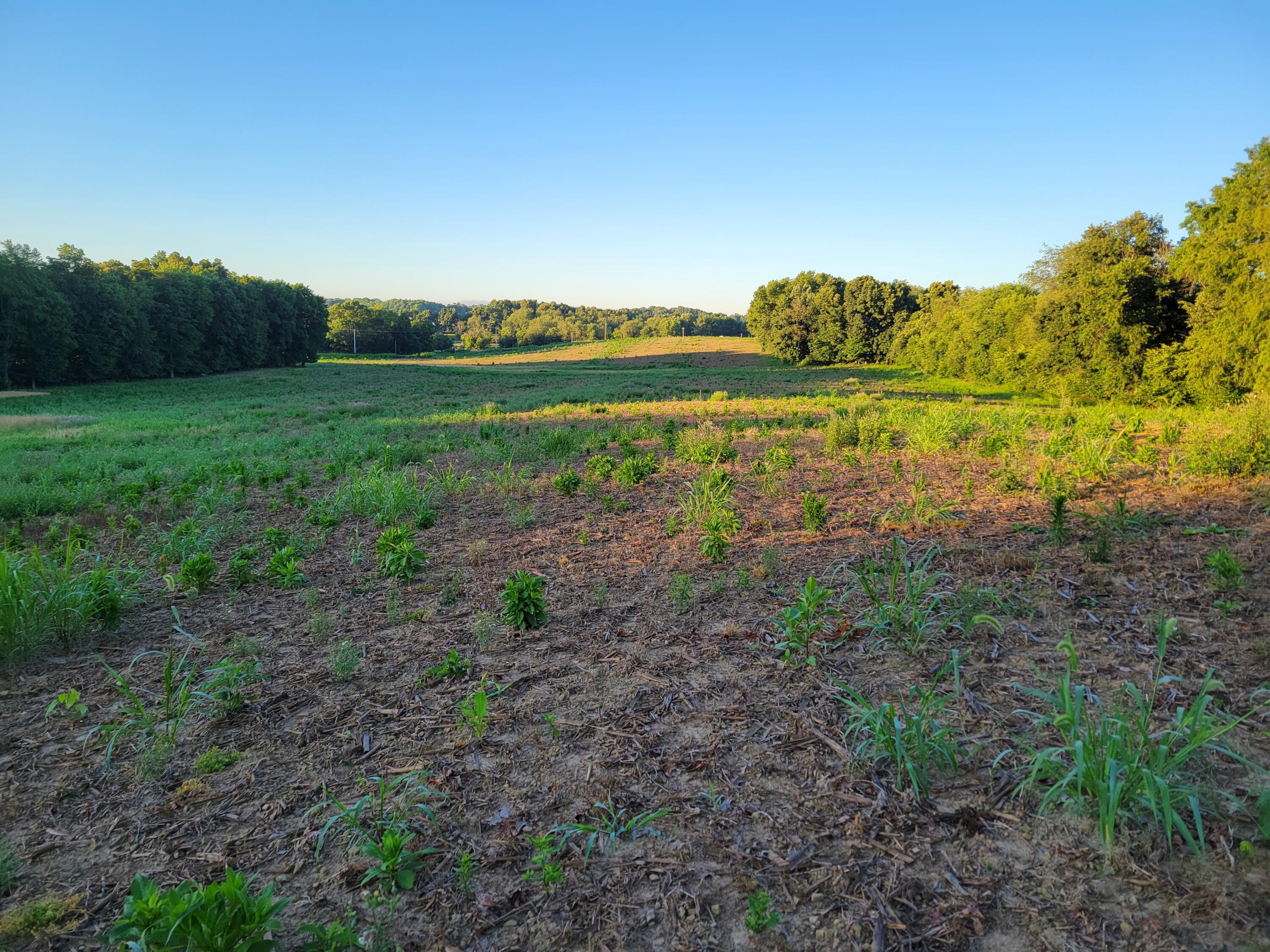 0 Dog Hollow Road, Lot #7 Property Photo 11