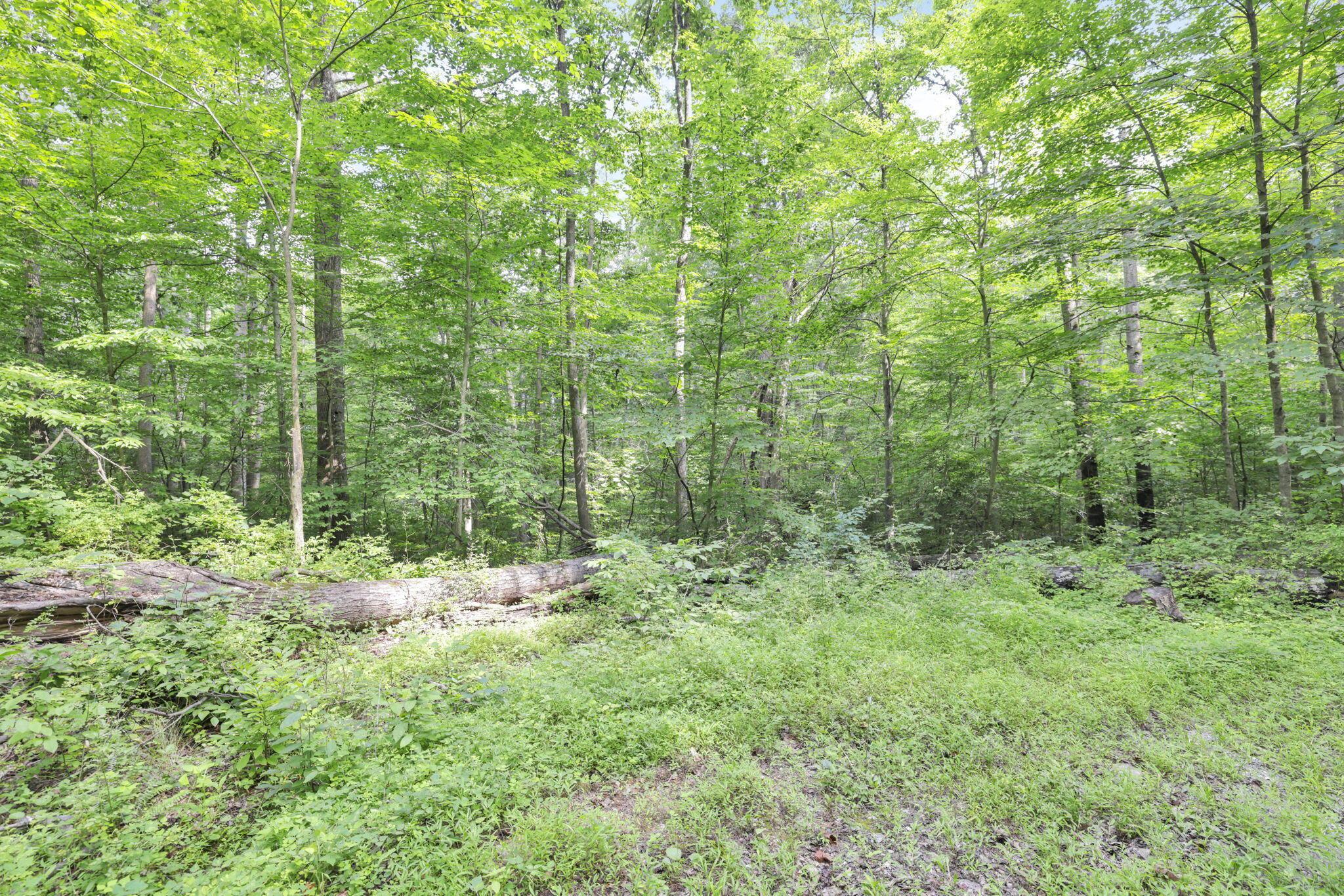 0 Thad Hall Road Property Photo 6