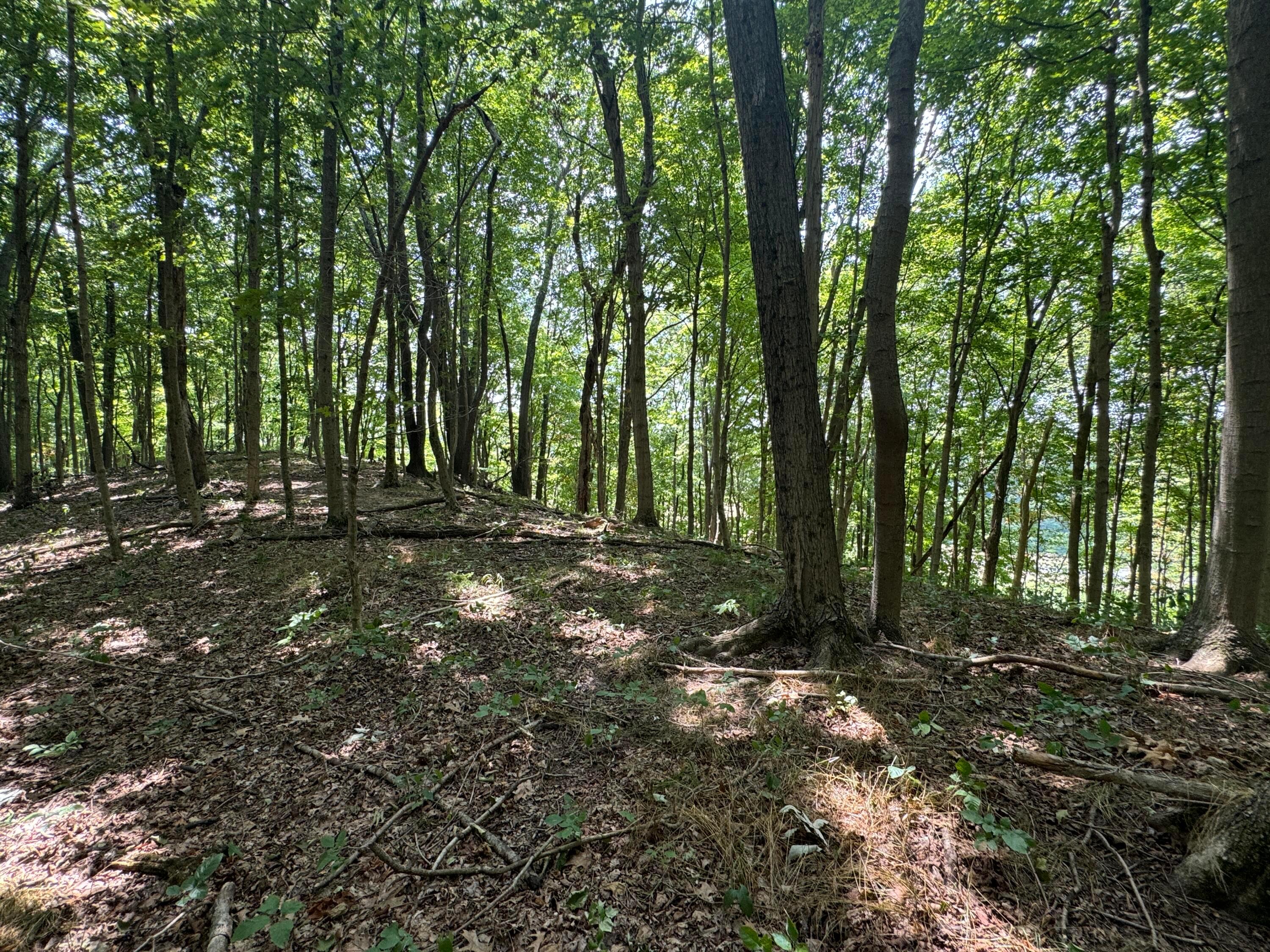 0 Sand Ridge Road, (tract 18 Albany Woods) Property Photo 4