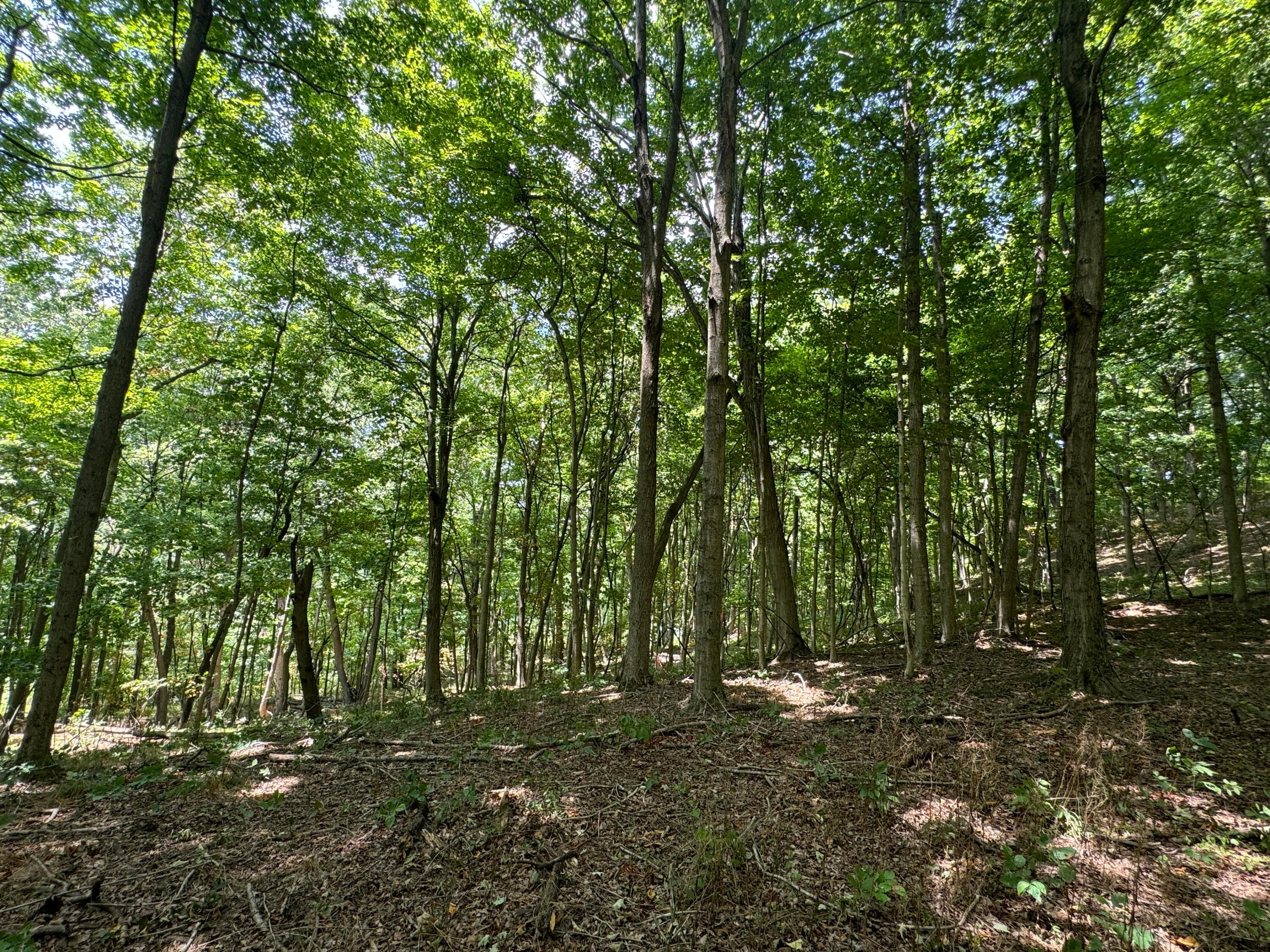 0 Sand Ridge Road, (tract 18 Albany Woods) Property Photo 5