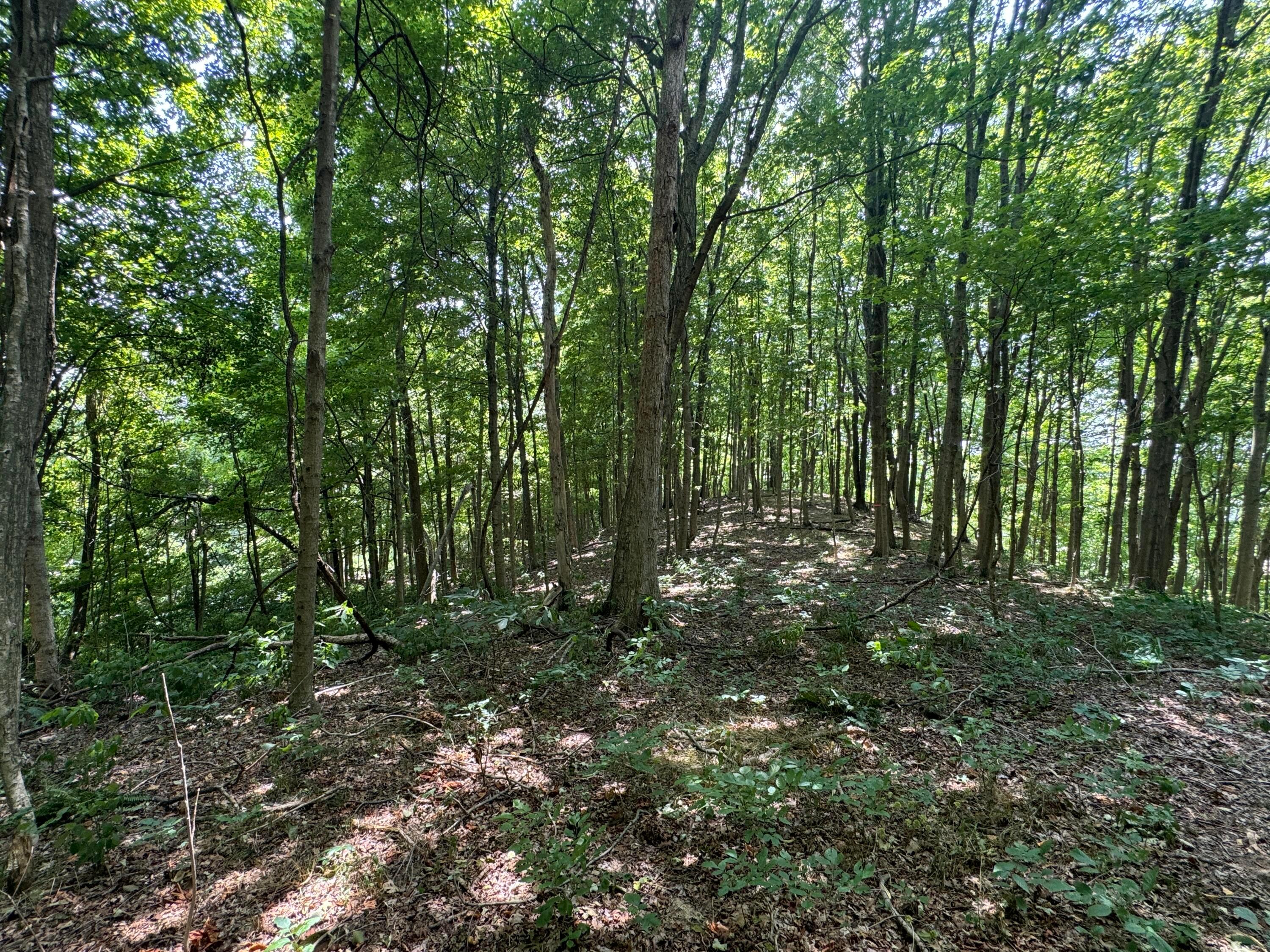0 Sand Ridge Road, (tract 18 Albany Woods) Property Photo 14