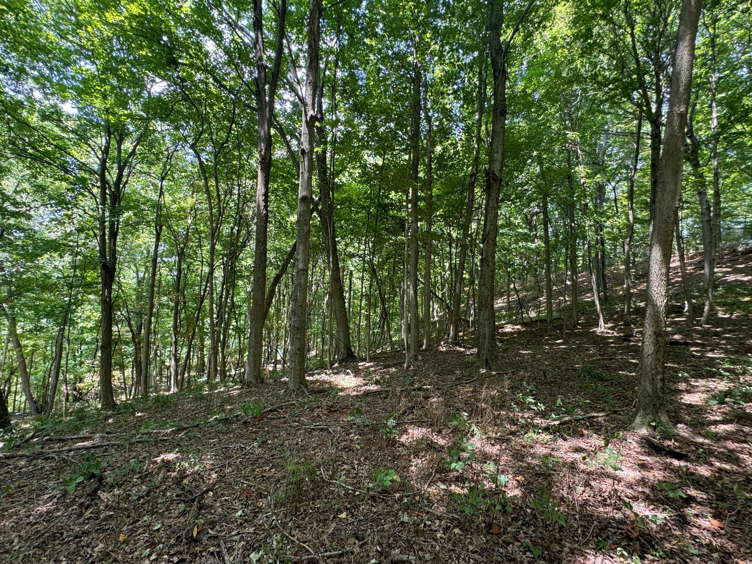 0 Sand Ridge Road, (tract 18 Albany Woods) Property Photo 15