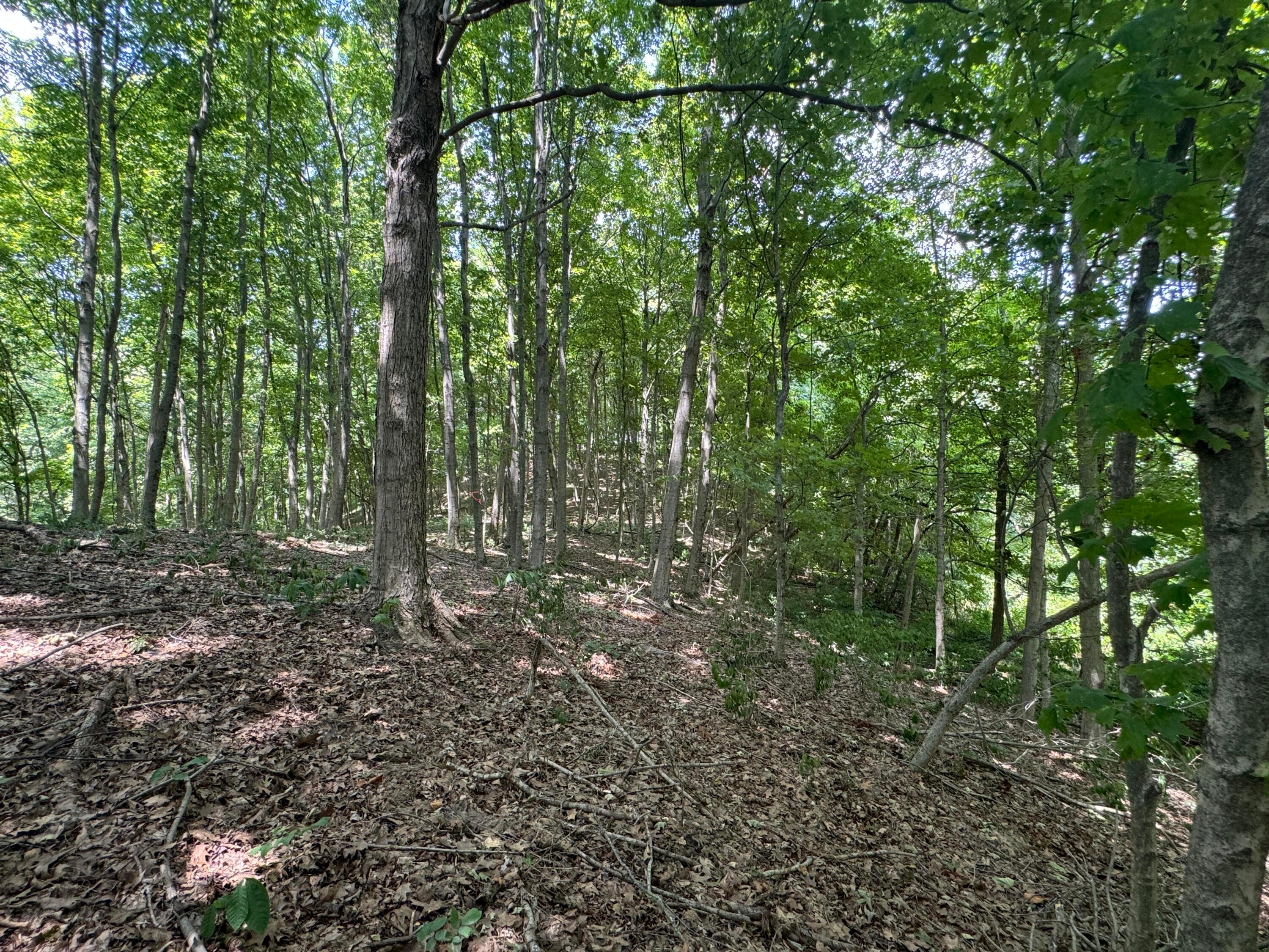 0 Sand Ridge Road, (tract 18 Albany Woods) Property Photo 17