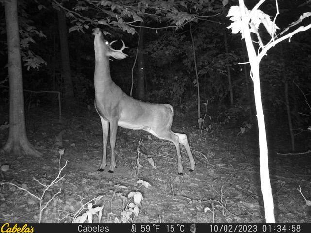 0 E Fork Road Property Photo 3