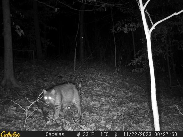 0 E Fork Road Property Photo 6