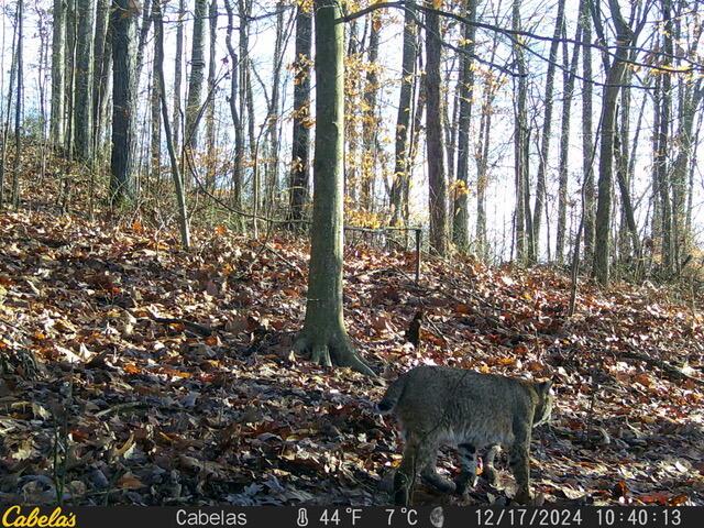 0 E Fork Road Property Photo 9