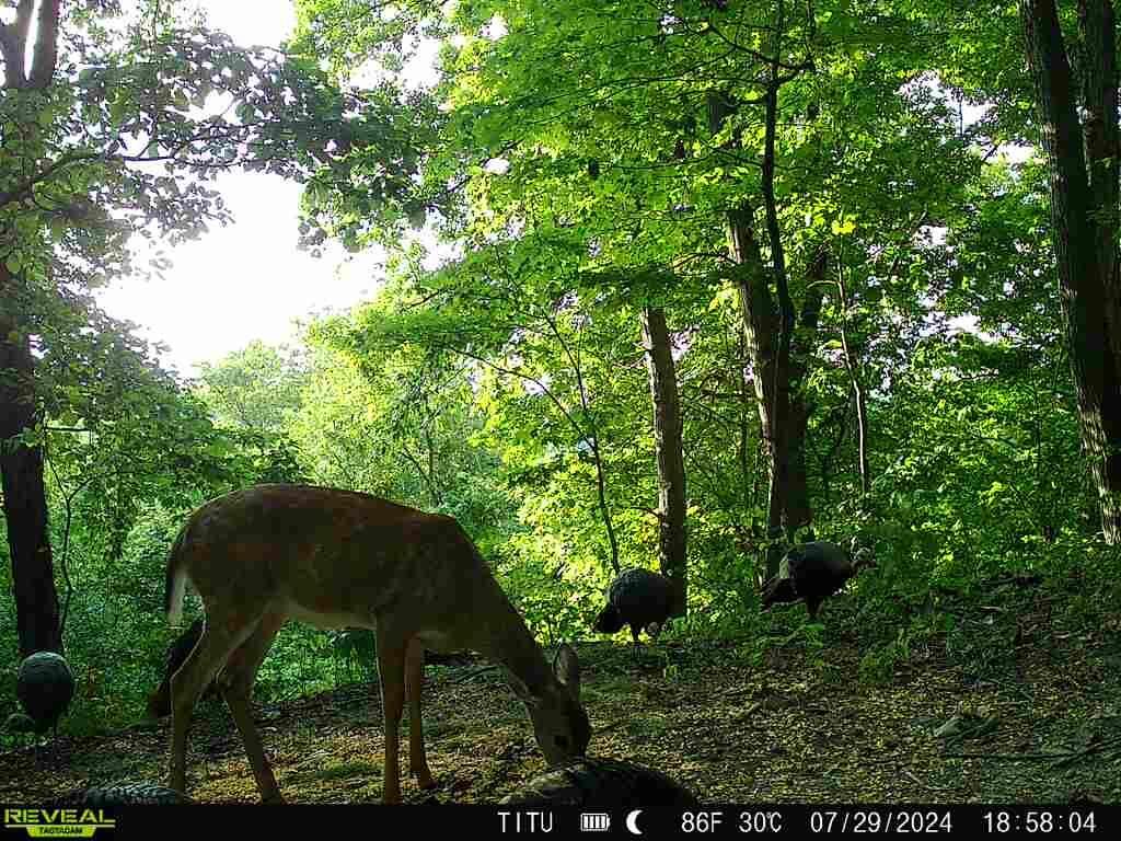 0 Parkinson Road, (tract 6 At Titus) Property Photo 10