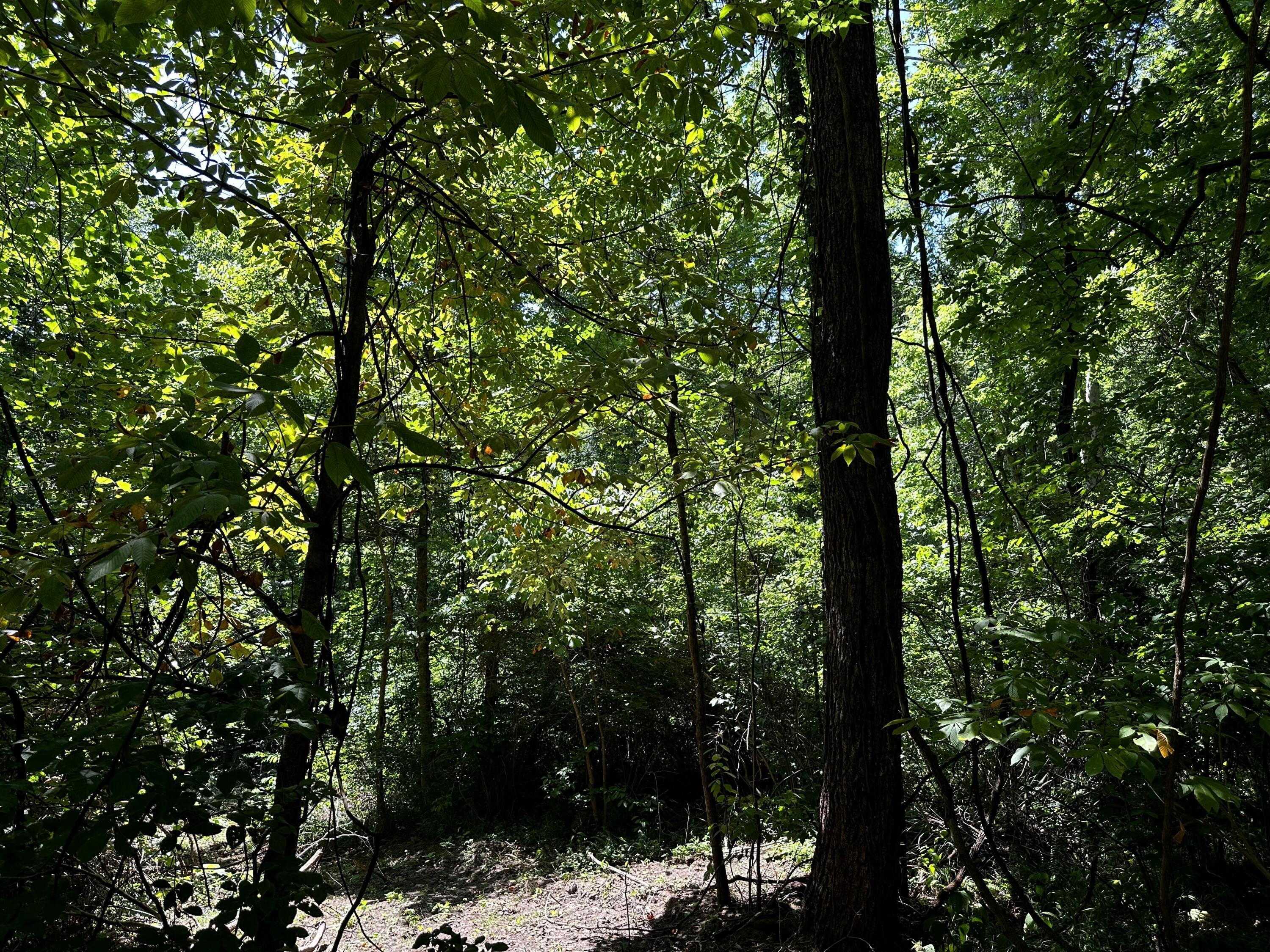 0 Parkinson Road, (tract 6 At Titus) Property Photo 16