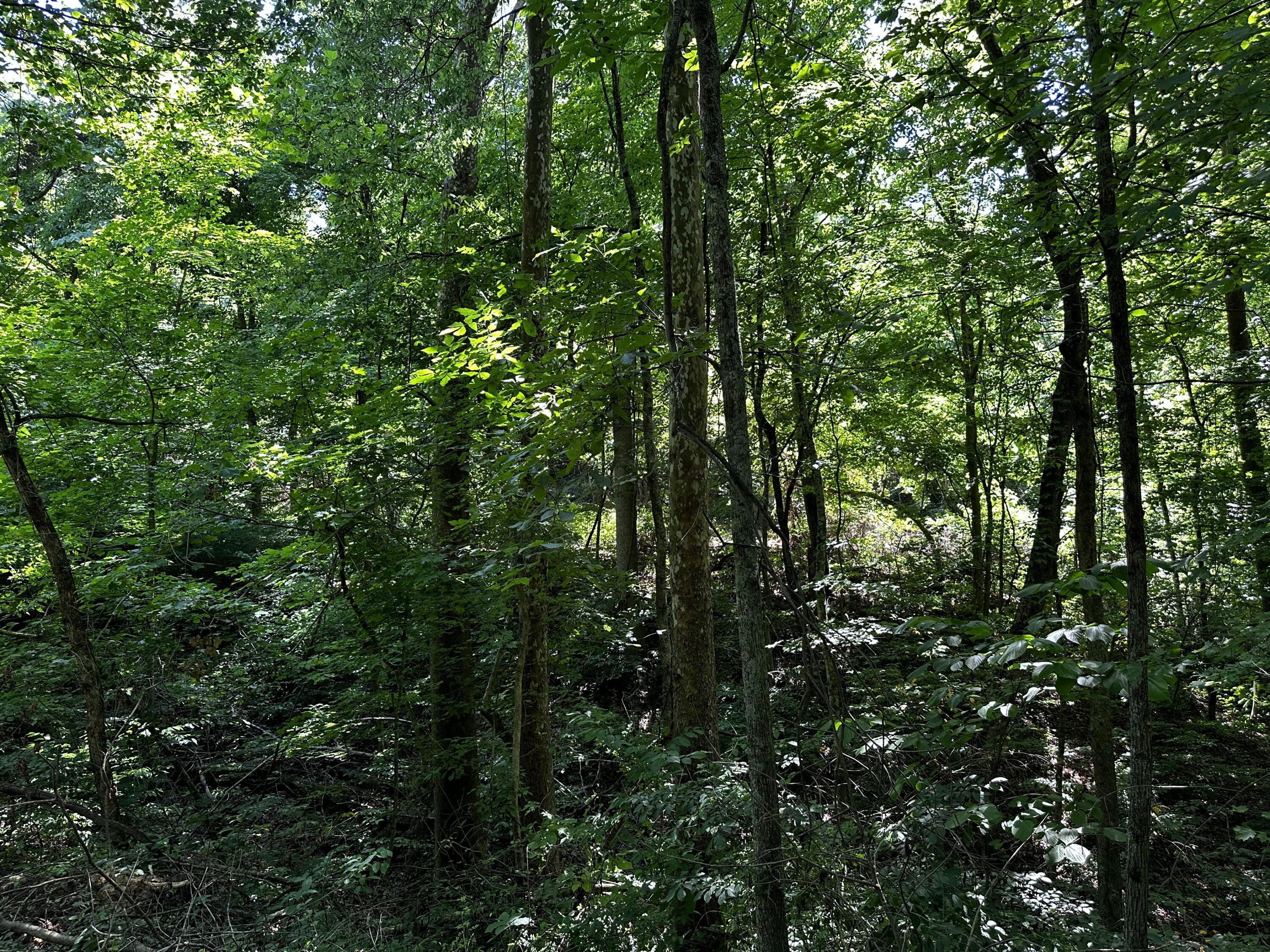 0 Parkinson Road, (tract 6 At Titus) Property Photo 22