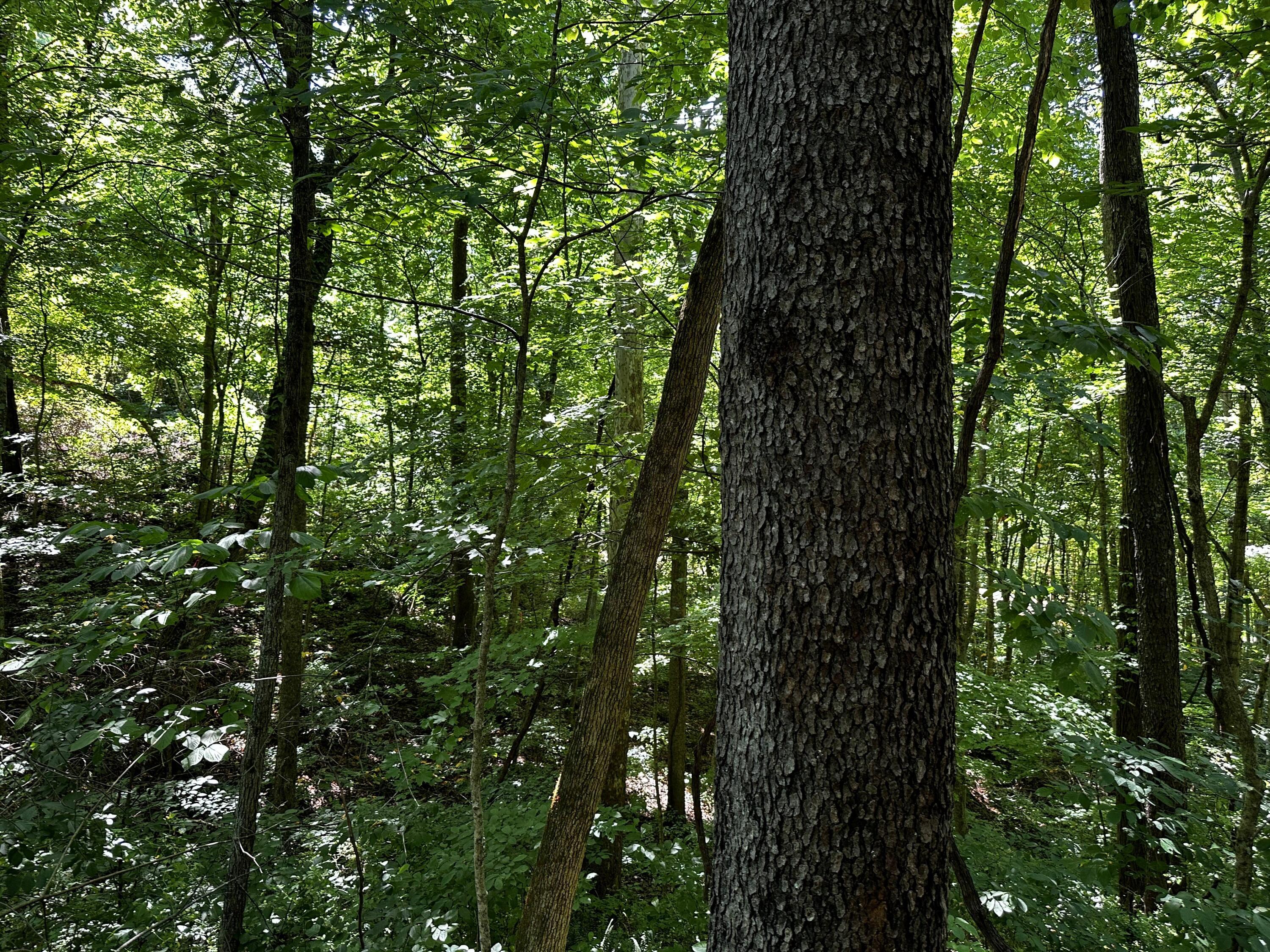 0 Parkinson Road, (tract 6 At Titus) Property Photo 23
