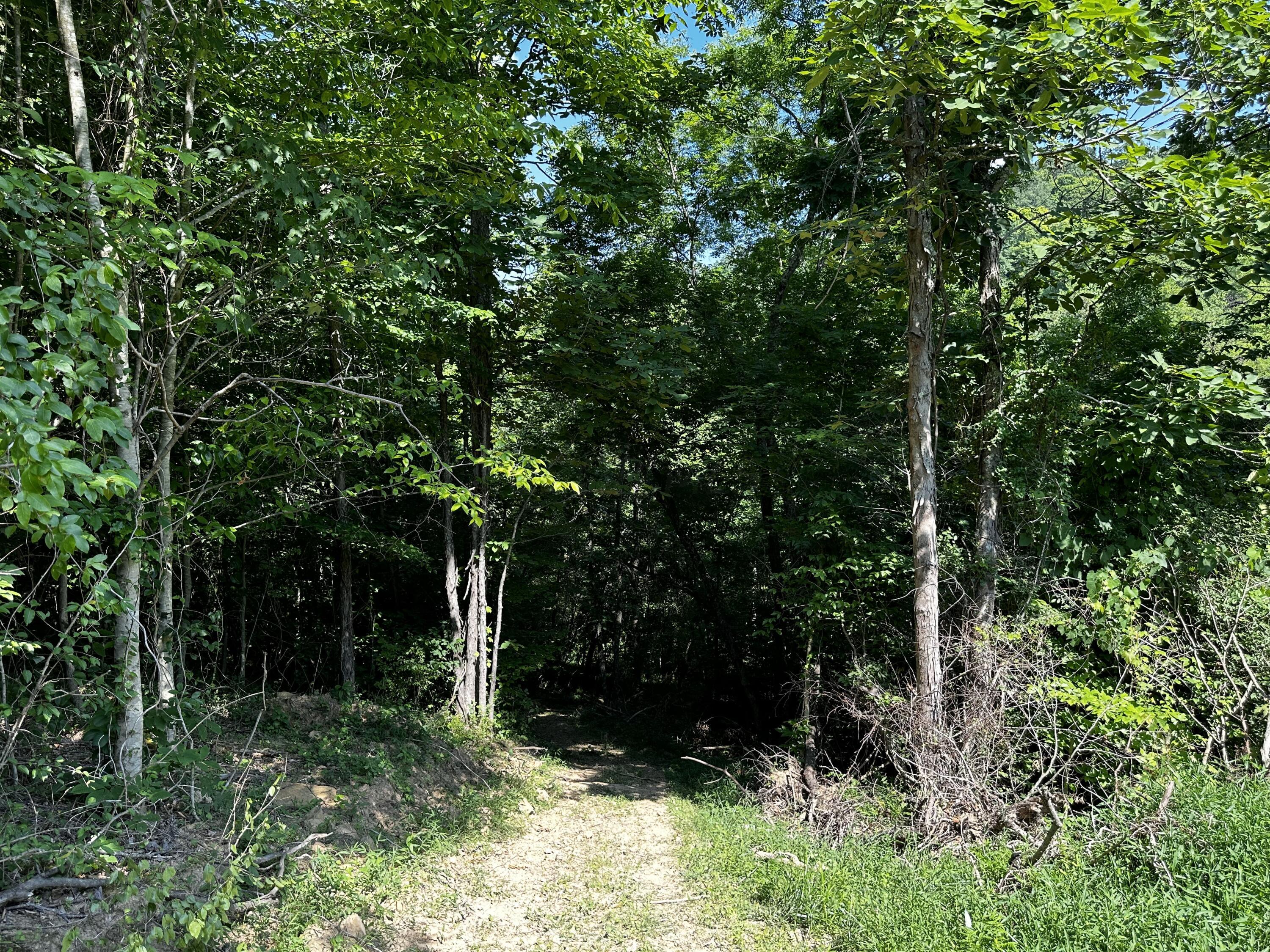 1079 Hull Road, (tract 11 Woods Wayne Forest) Property Photo 16