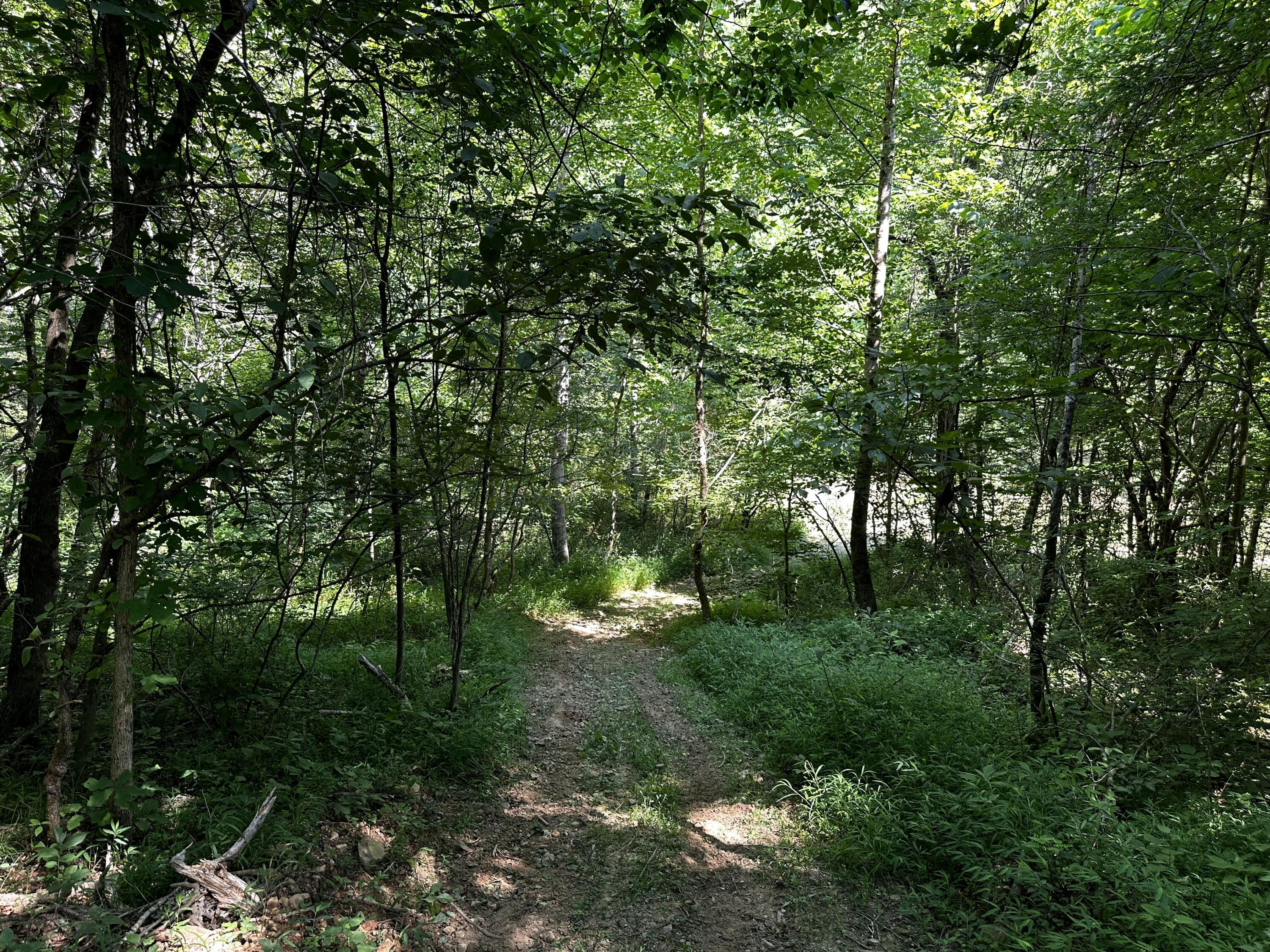 1079 Hull Road, (tract 11 Woods Wayne Forest) Property Photo 17