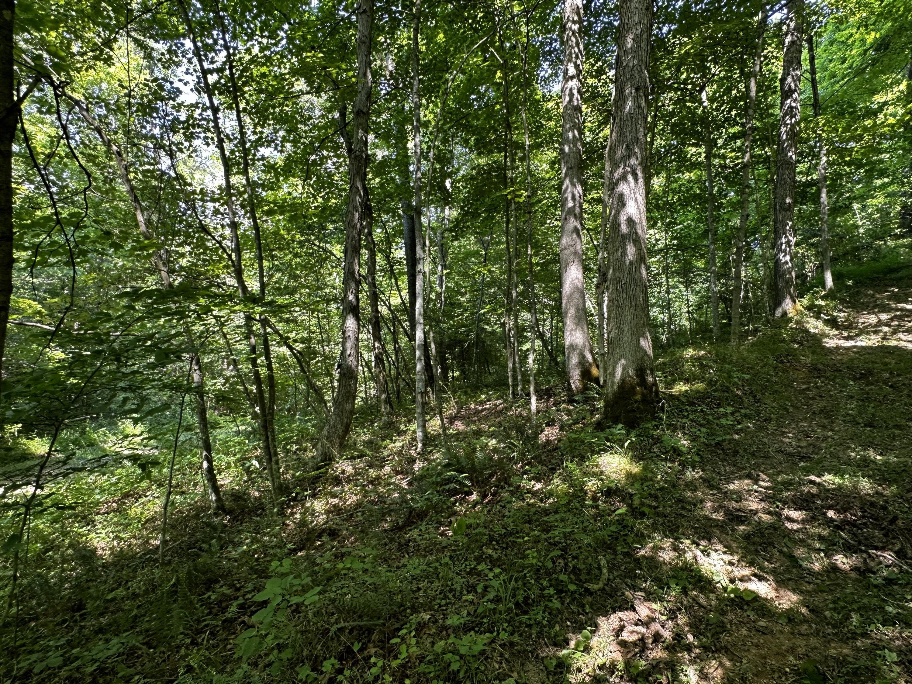 1079 Hull Road, (tract 11 Woods Wayne Forest) Property Photo 42