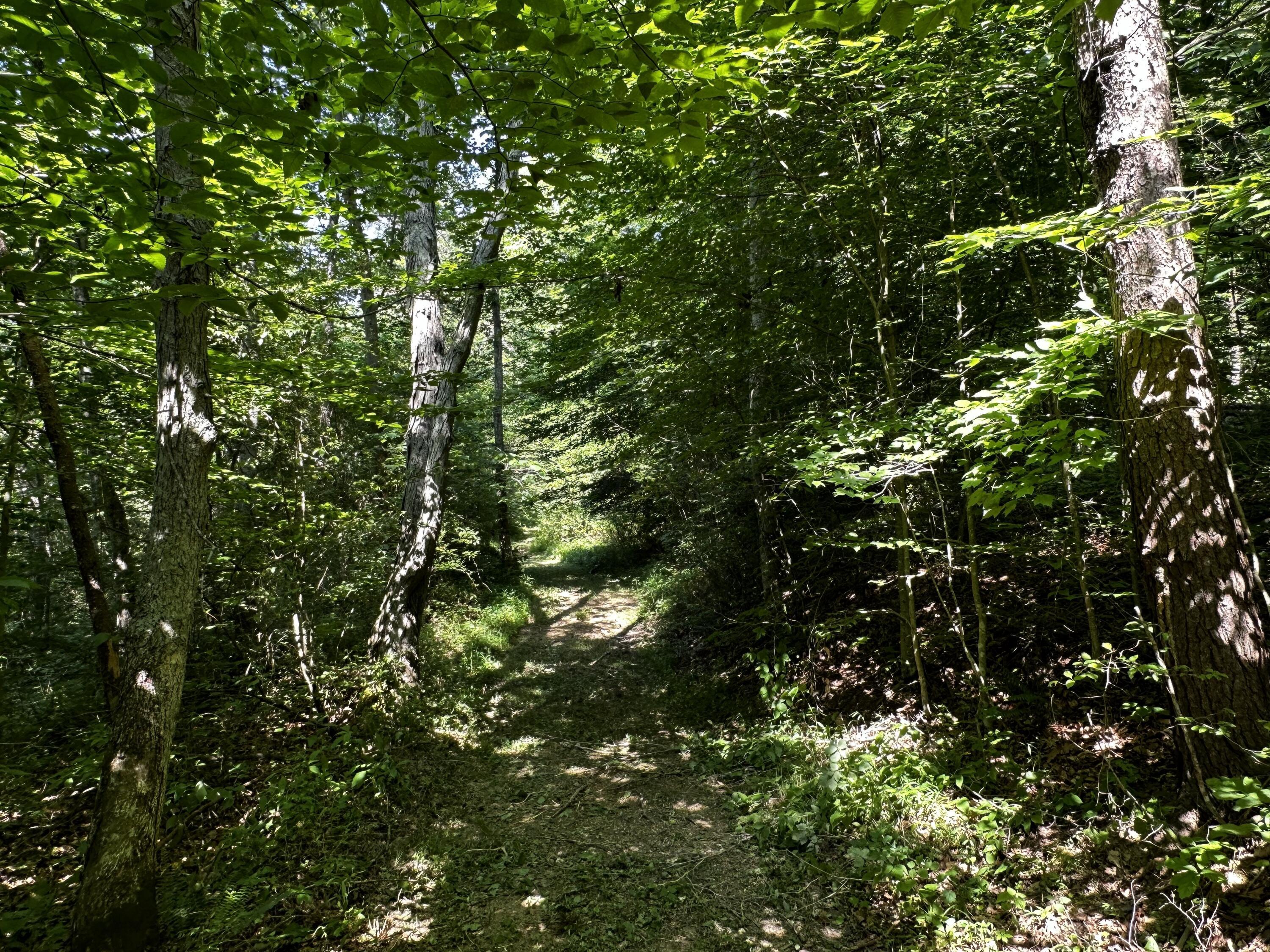 1079 Hull Road, (tract 11 Woods Wayne Forest) Property Photo 43