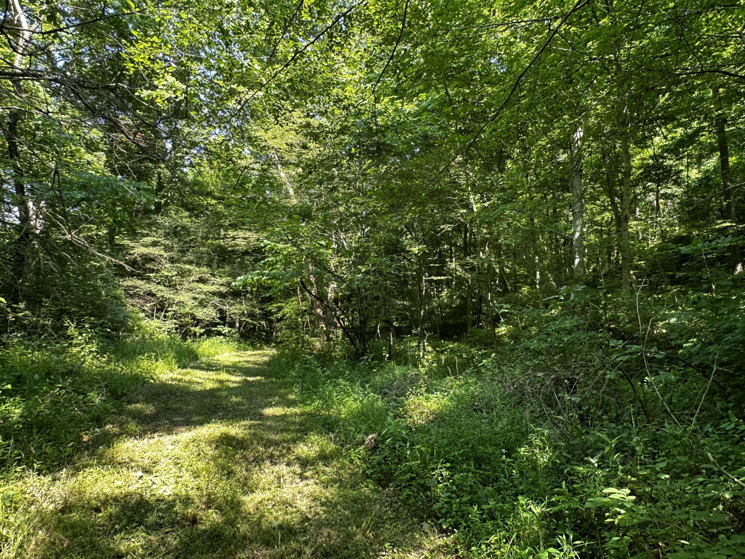 1079 Hull Road, (tract 11 Woods Wayne Forest) Property Photo 45