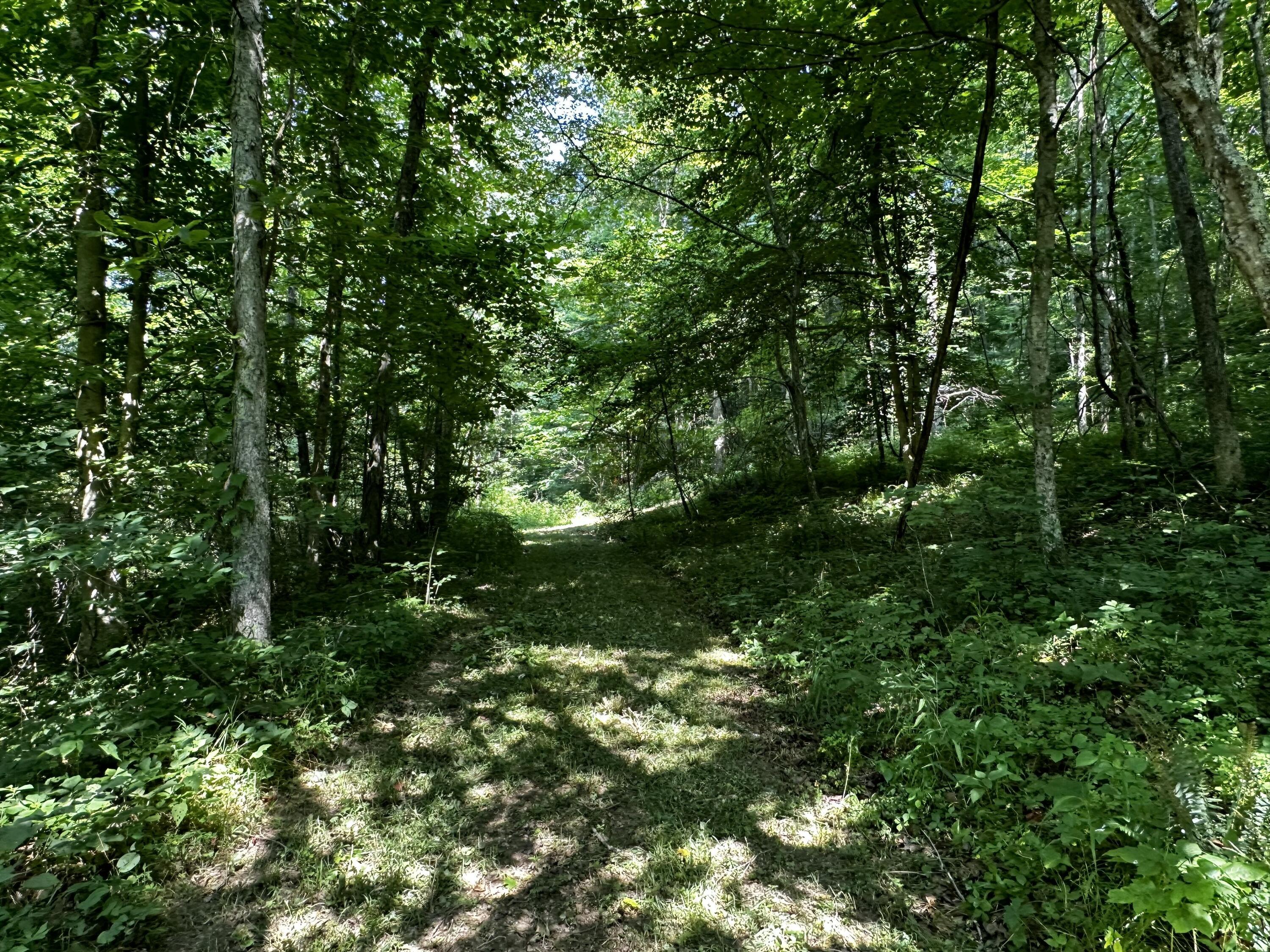 1079 Hull Road, (tract 11 Woods Wayne Forest) Property Photo 46