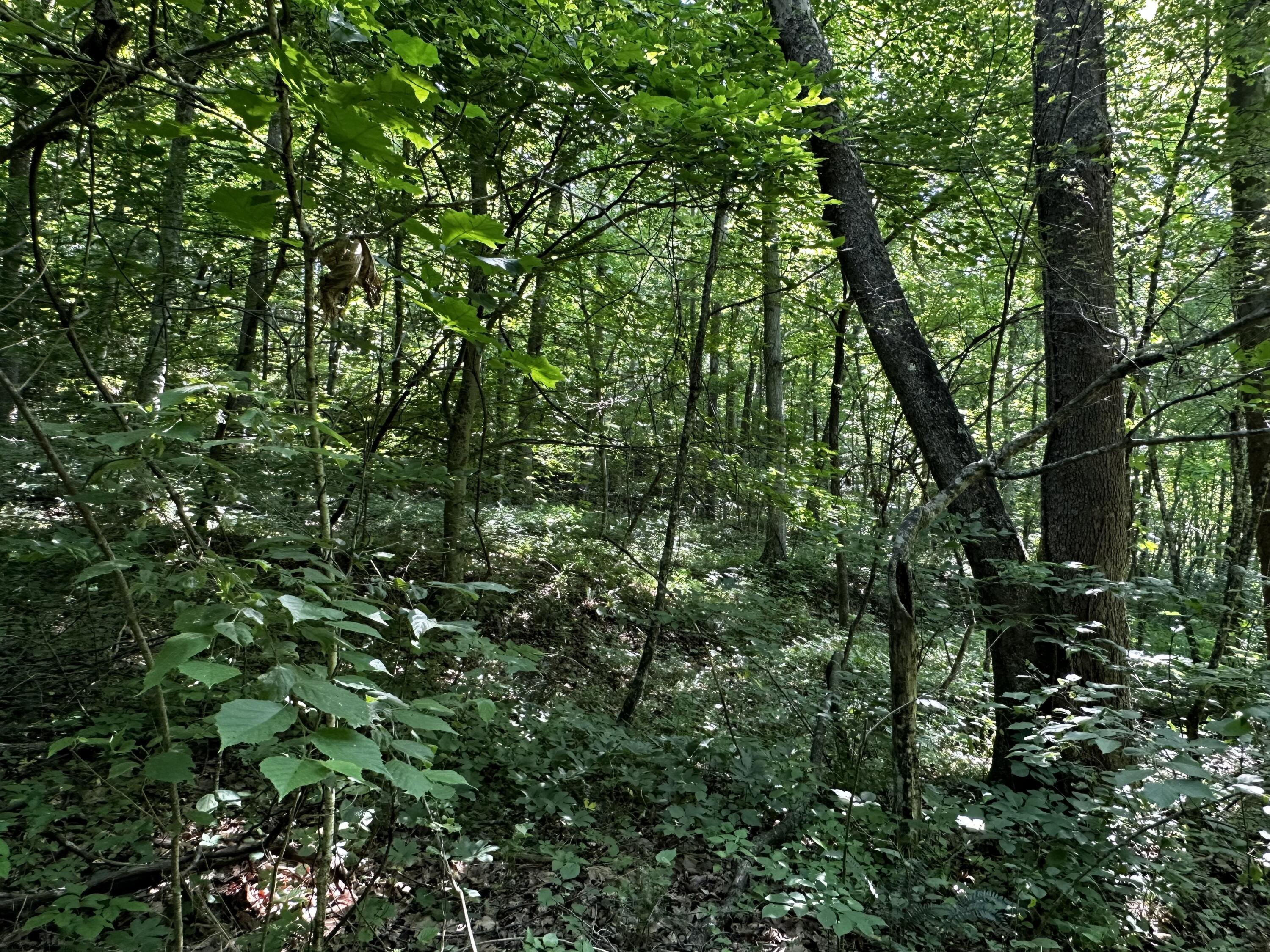 1079 Hull Road, (tract 11 Woods Wayne Forest) Property Photo 50