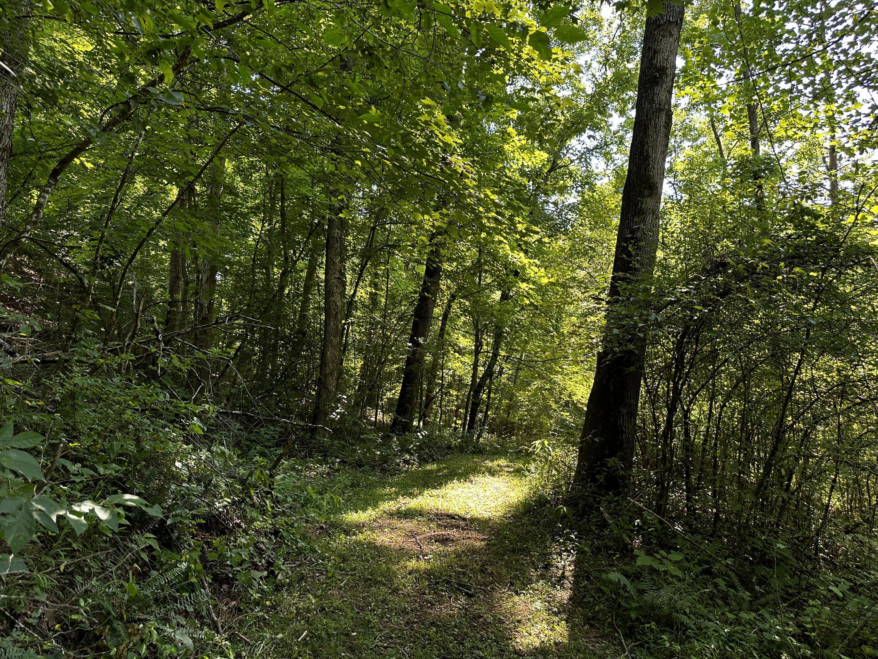 1079 Hull Road, (tract 11 Woods Wayne Forest) Property Photo 55