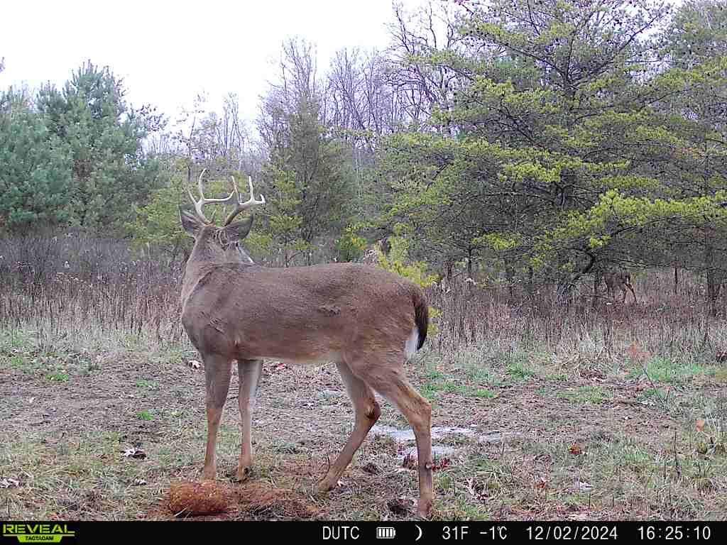 0 242, (tract 7 At Dutch Ridge) Property Photo 8